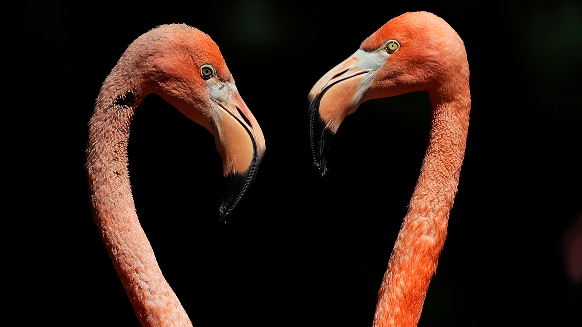 Flamingos in their enclosure at the Hellabrunn Zoo in Munich, Germany, July 17, 2017