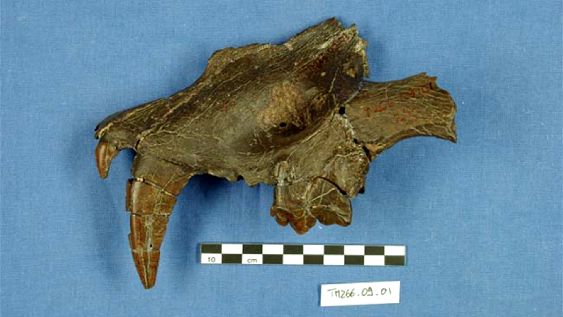 saber toothed cat fossil