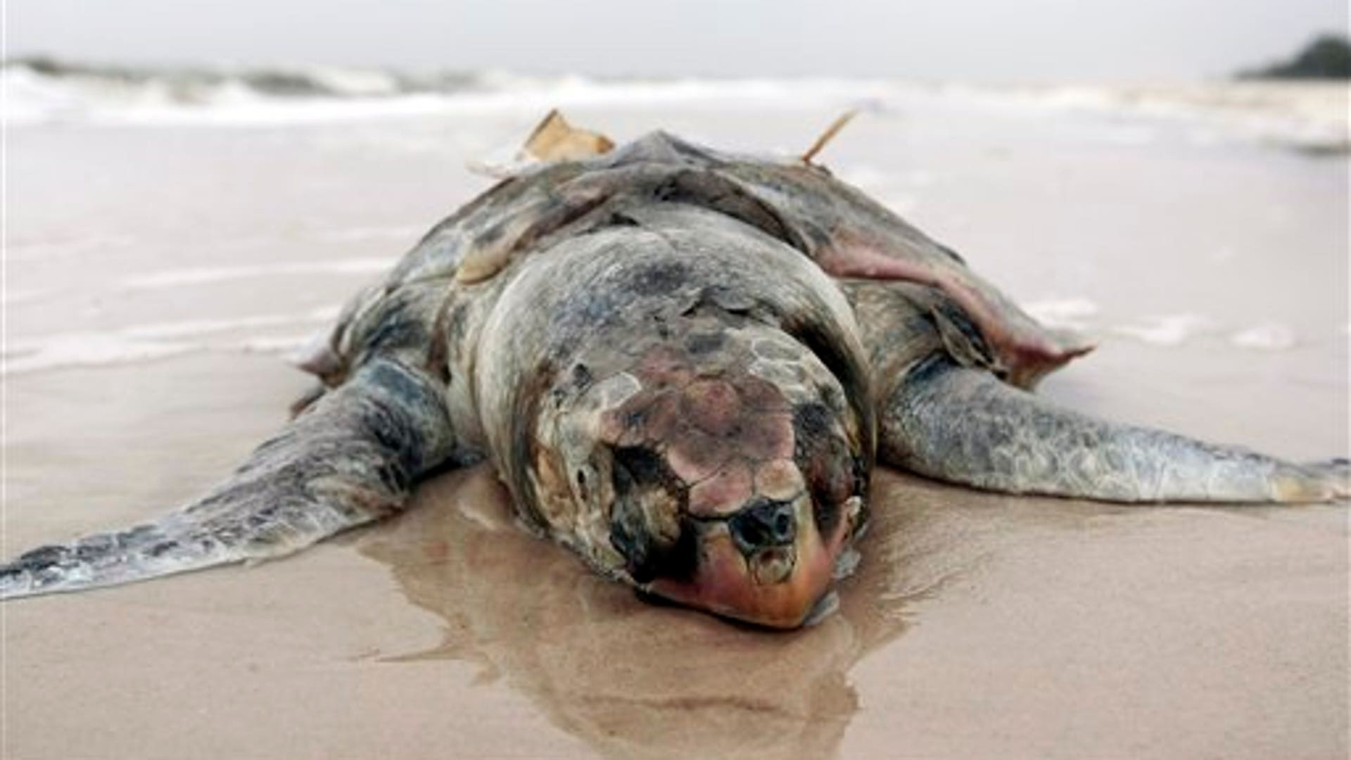 Животные страдают от загрязнений. Вымирание морских животных. Гибель животных от загрязнения.