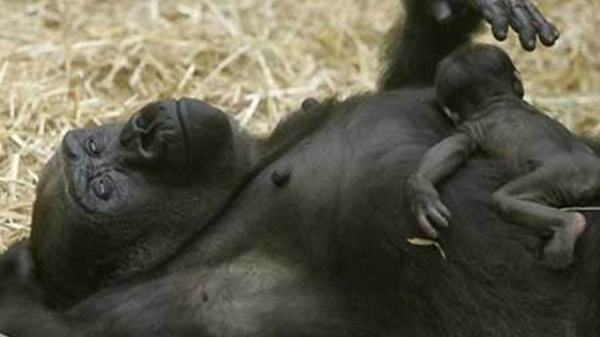 Gorillas Lounging
