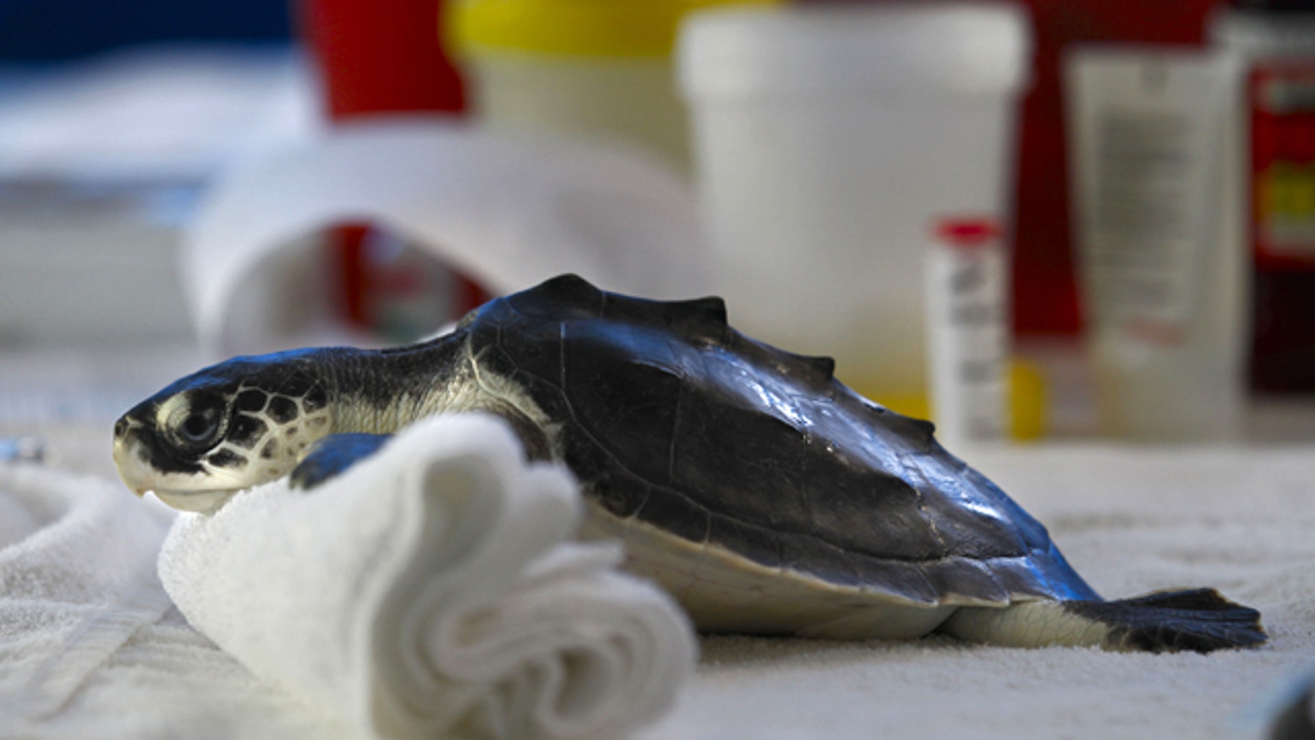 Baby_Kemps_Ridley_Turtle_2