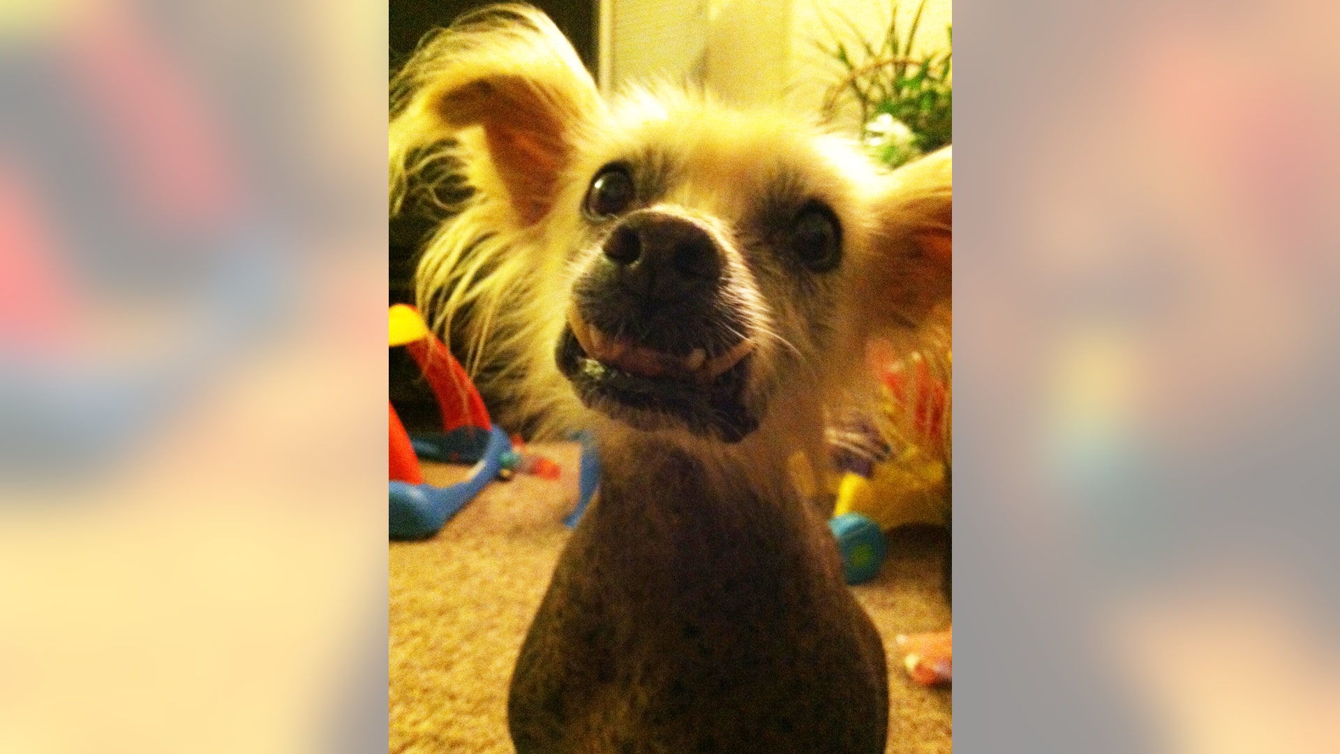 Ugly_Dog_2013___Creature