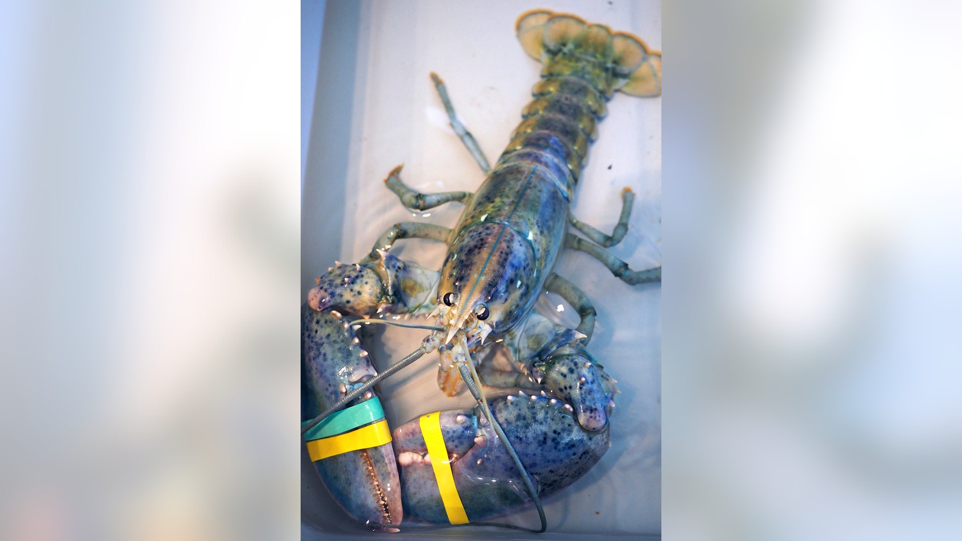 A rare blue lobster caught by local lobsterman, Greg Ward, on display at the Seacoast Science Center in Rye, N.H., July 18, 2017