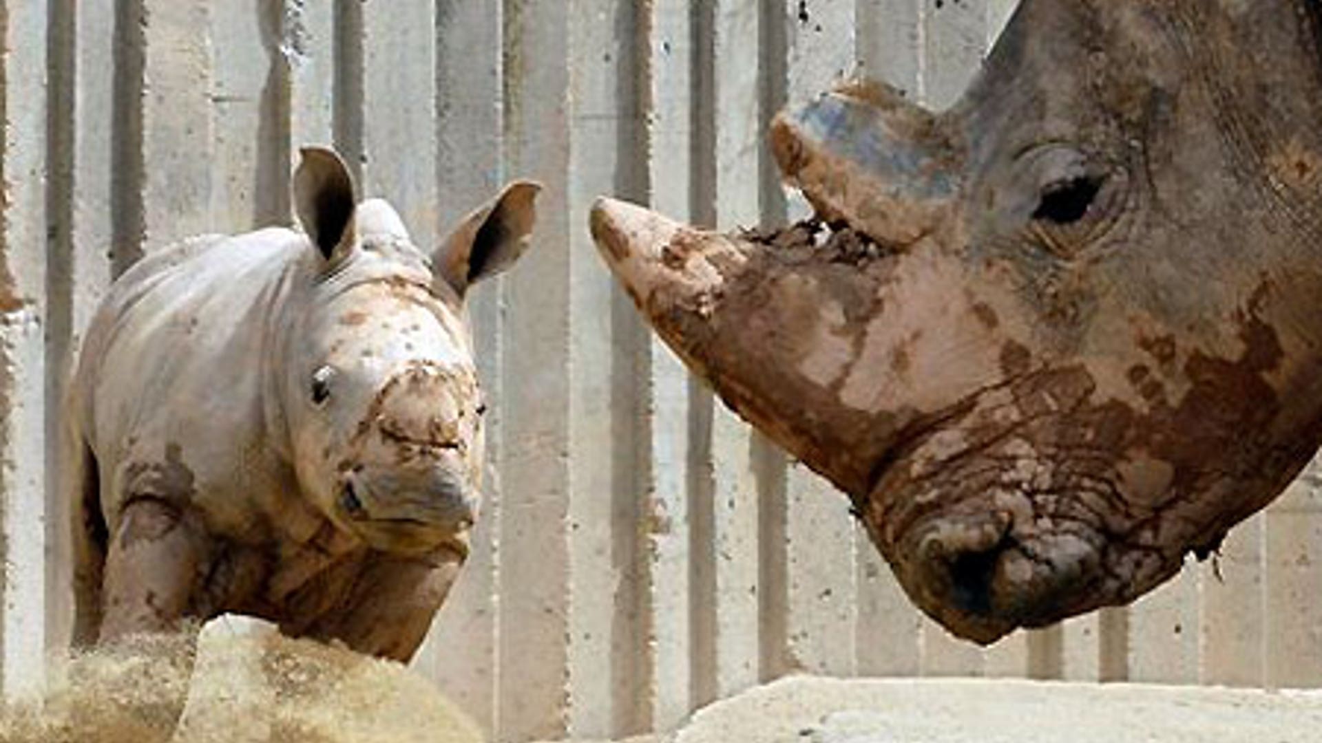 Baby Rhino Meets World