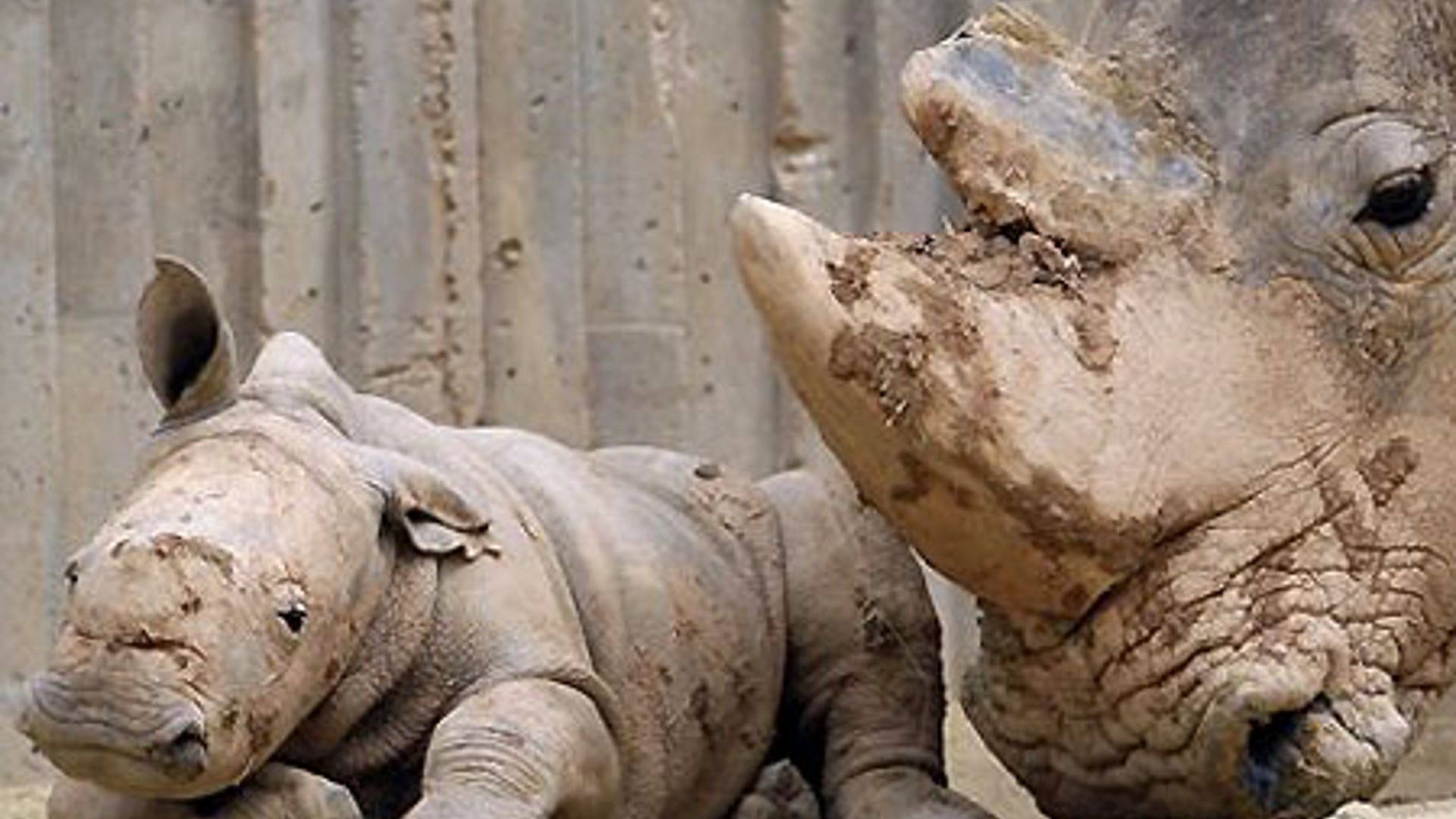 Baby Rhino Meets World