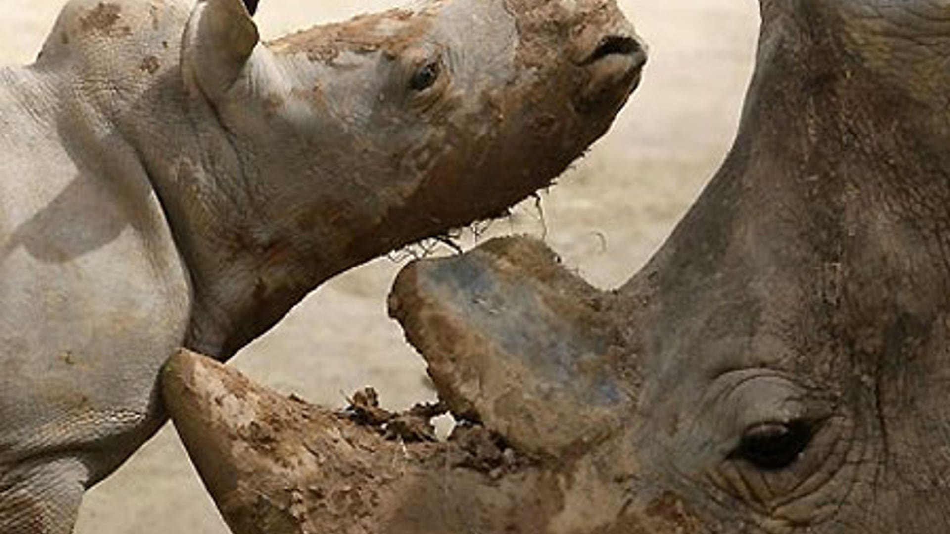 Baby Rhino Meets World