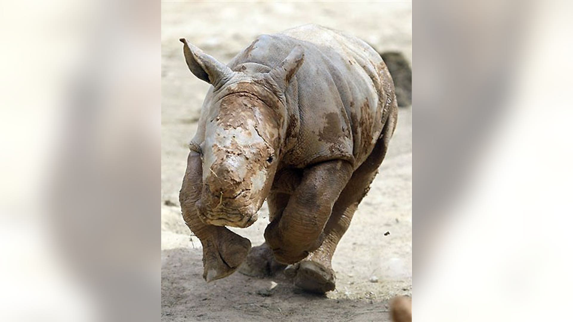 Baby Rhino Meets World