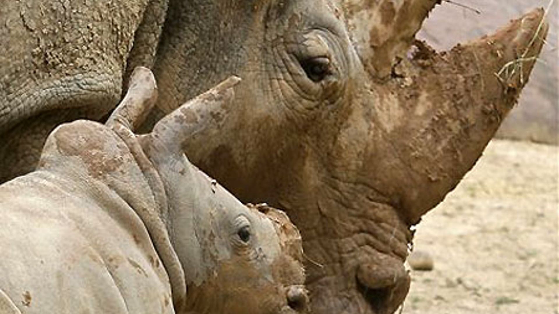 Baby Rhino Meets World