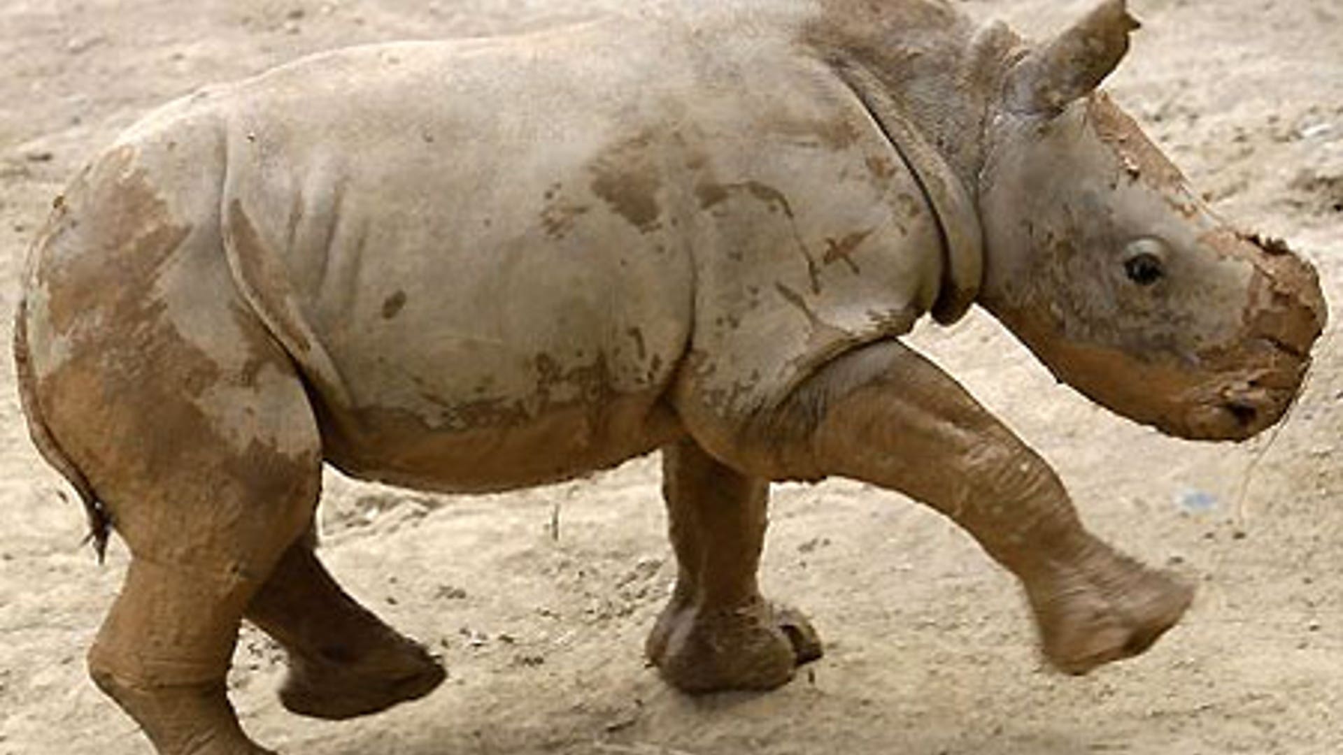 Baby Rhino Meets World