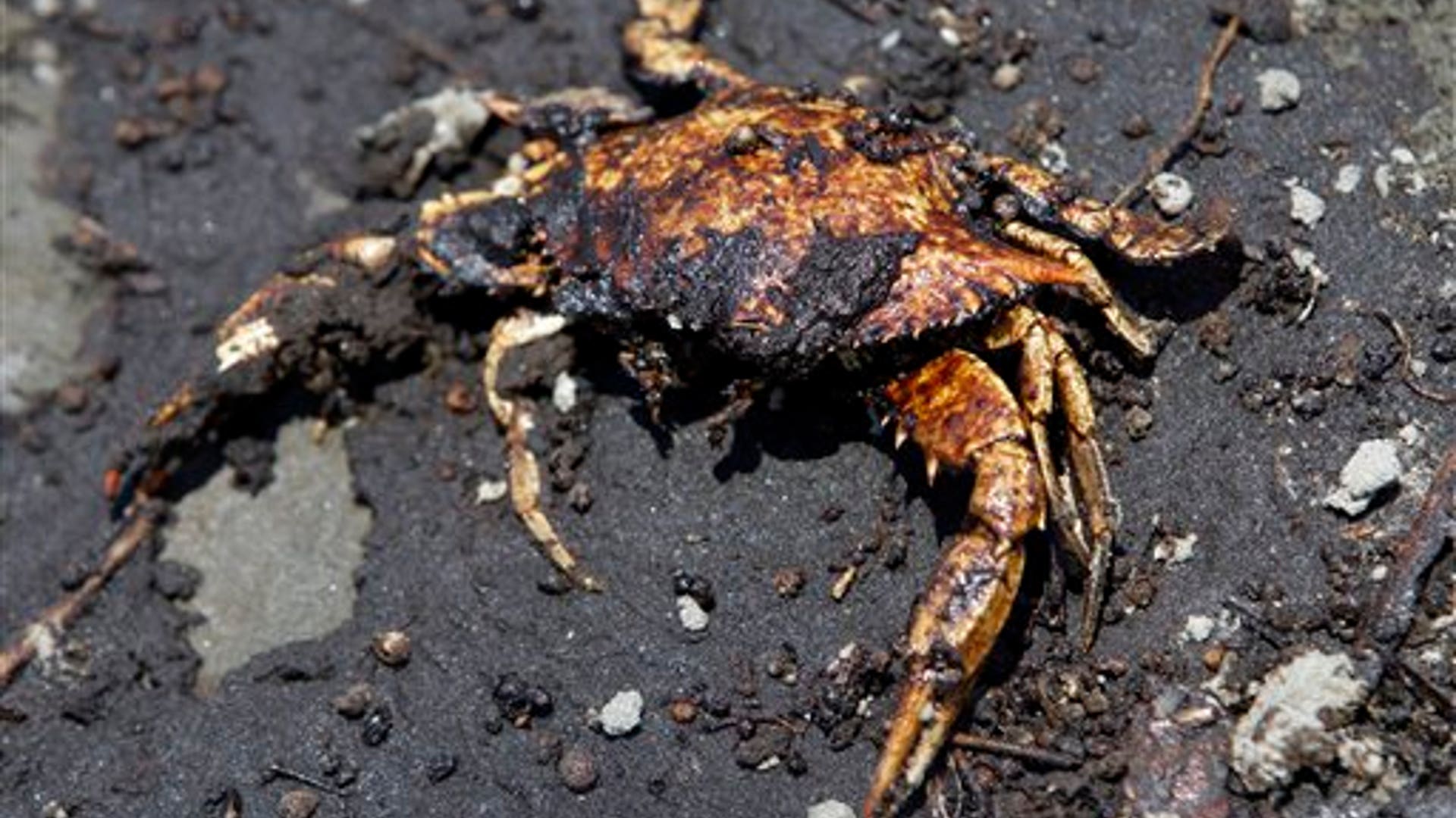 Oil Covered Crab