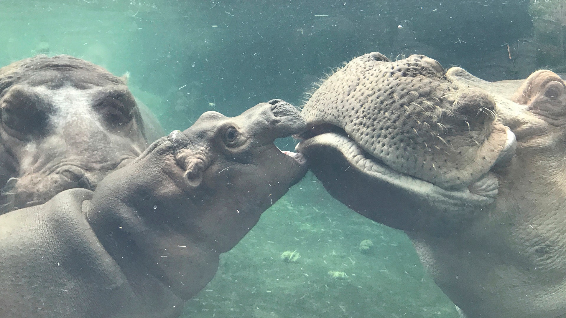 Fiona, a baby Nile hippopotamus, born prematurely January 24, swims with her father Henry at the Cincinnati Zoo, July 11, 2017