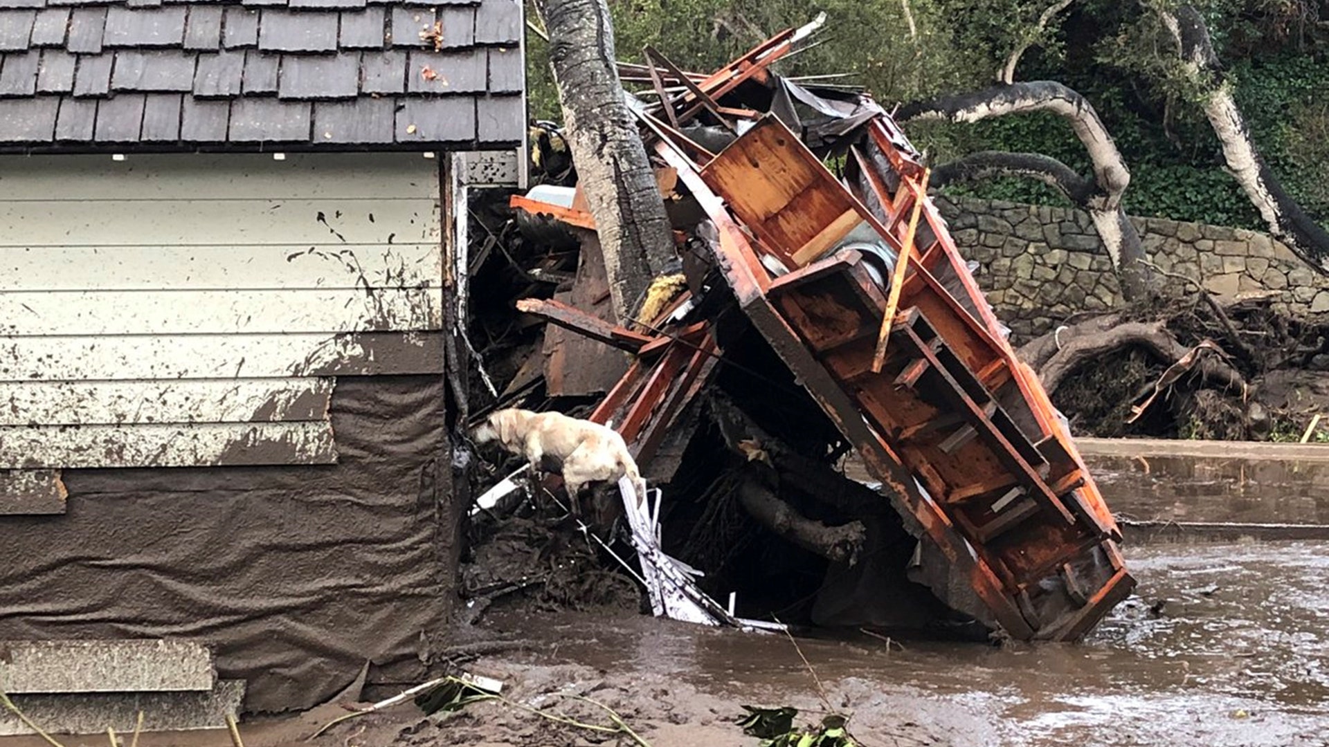 A search dog looks for victims in damaged homes after a mudslide in Montecito, California, January 9, 2018
