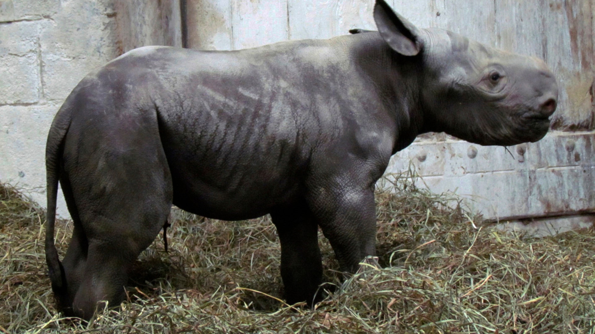 An eastern black rhinoceros begins to walk soon after the calf was born at the zoo in Cincinnati, July 17, 2017