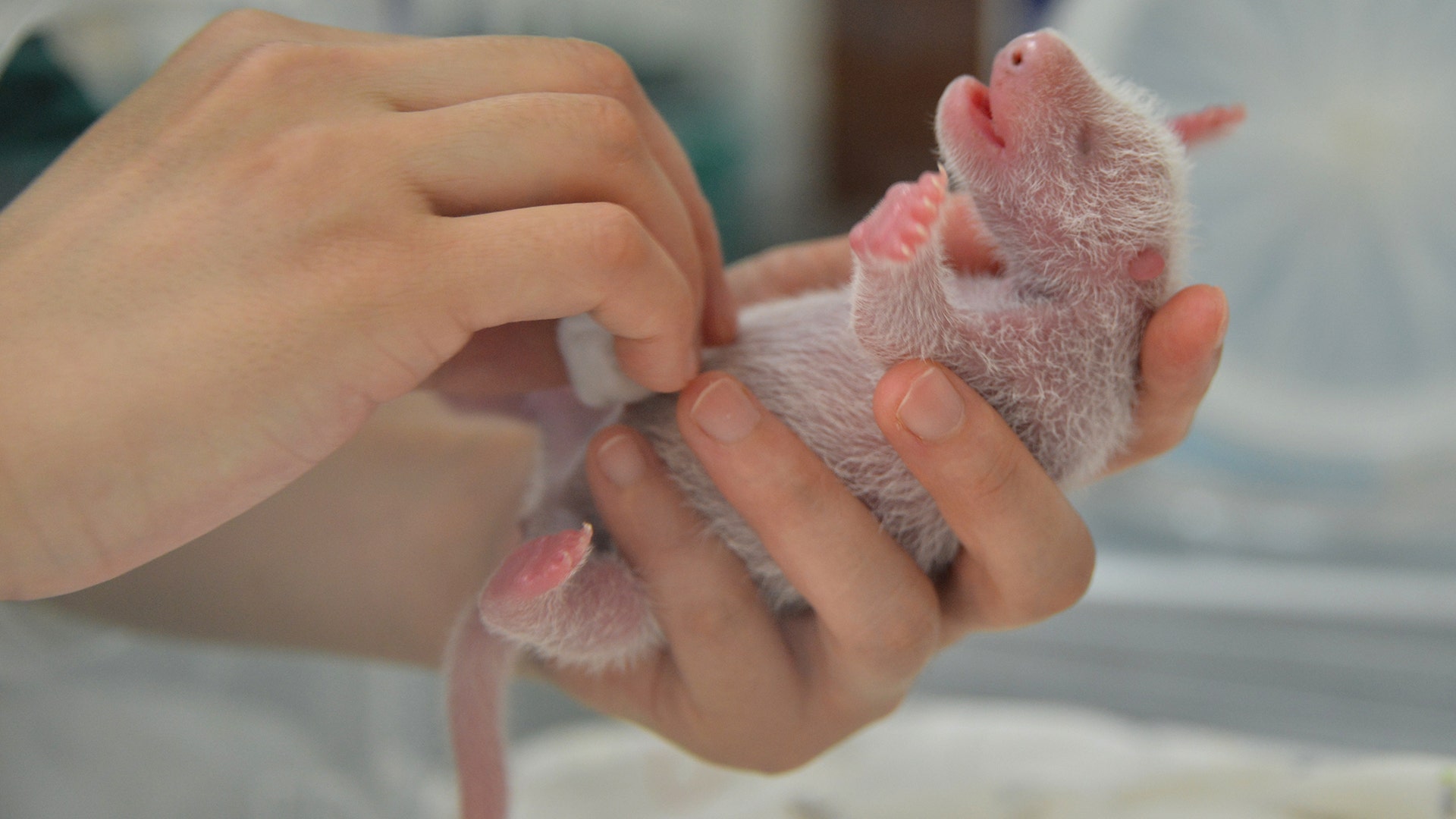 A researcher holds one of the newborn twin panda cubs born at Shenshuping Panda Base in Wolong, Sichuan province, China, July 10, 2017