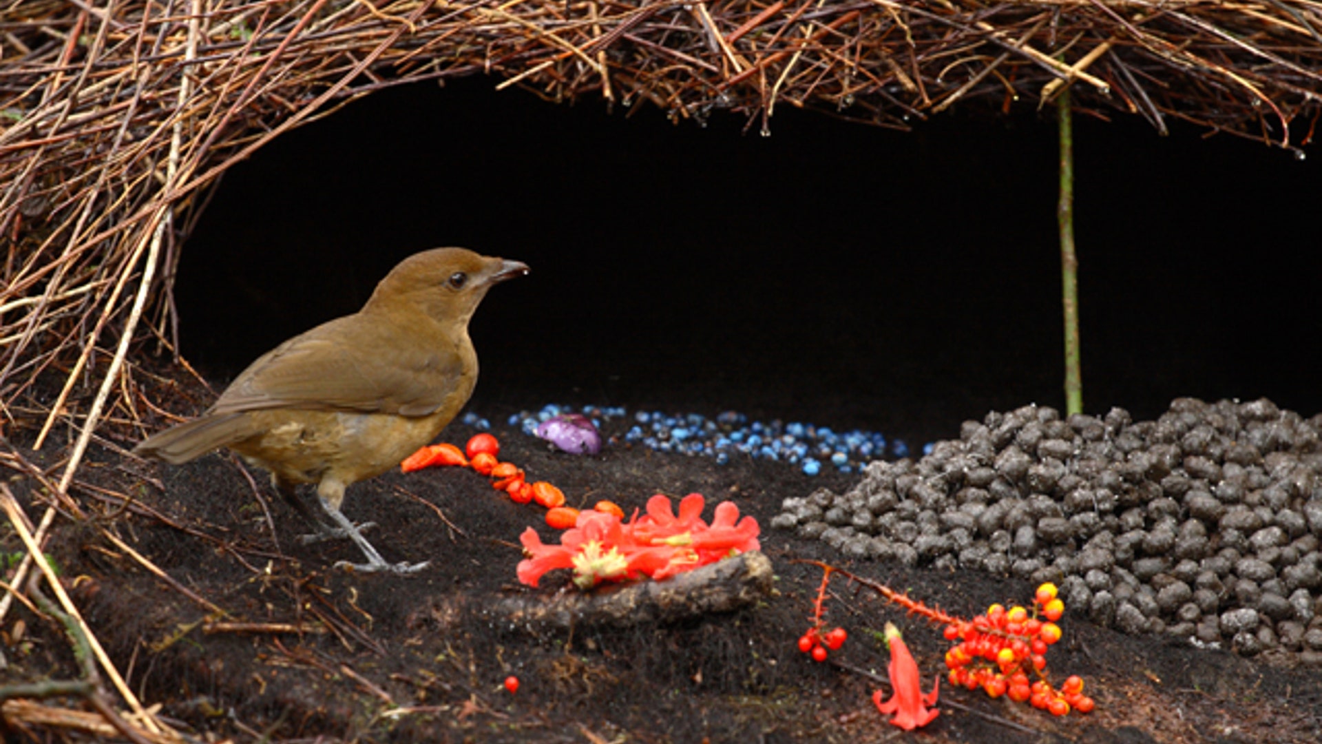 Vogelkop Bowerbird
