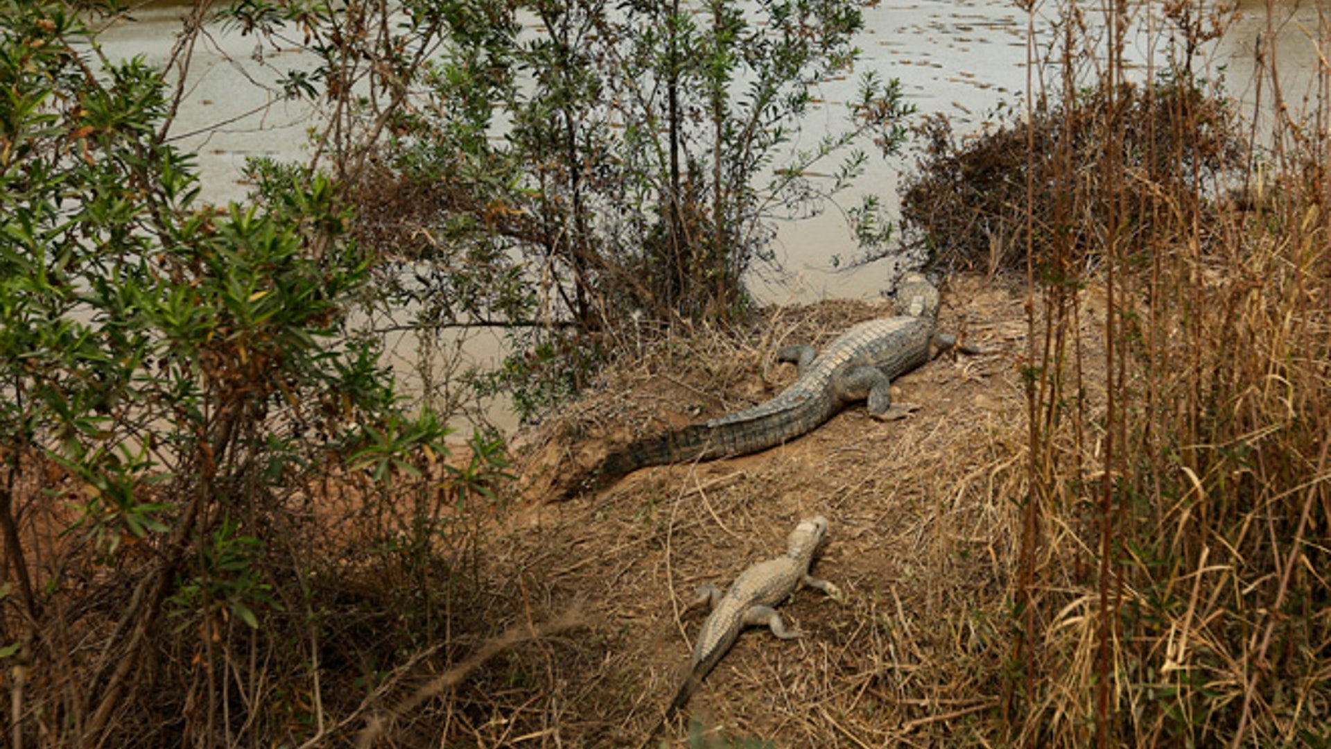 Paraguay_Caimans__1_