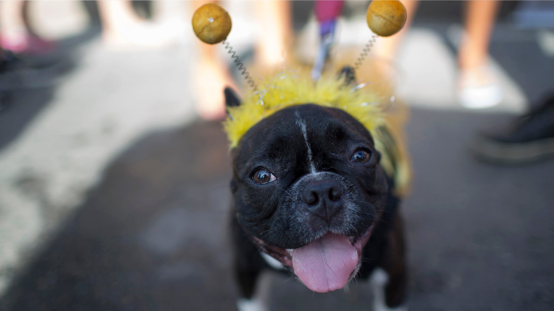 Brazil_Pet_Carnival_Garc_10_