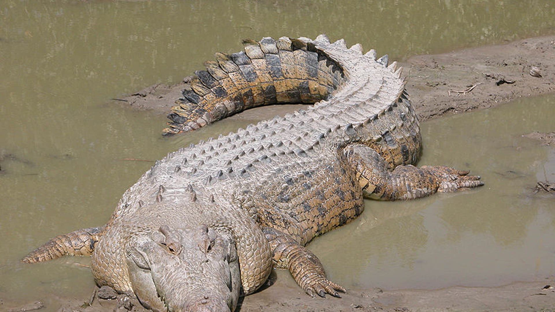 Nature's Giants: 27 of the world's biggest critters | Fox News