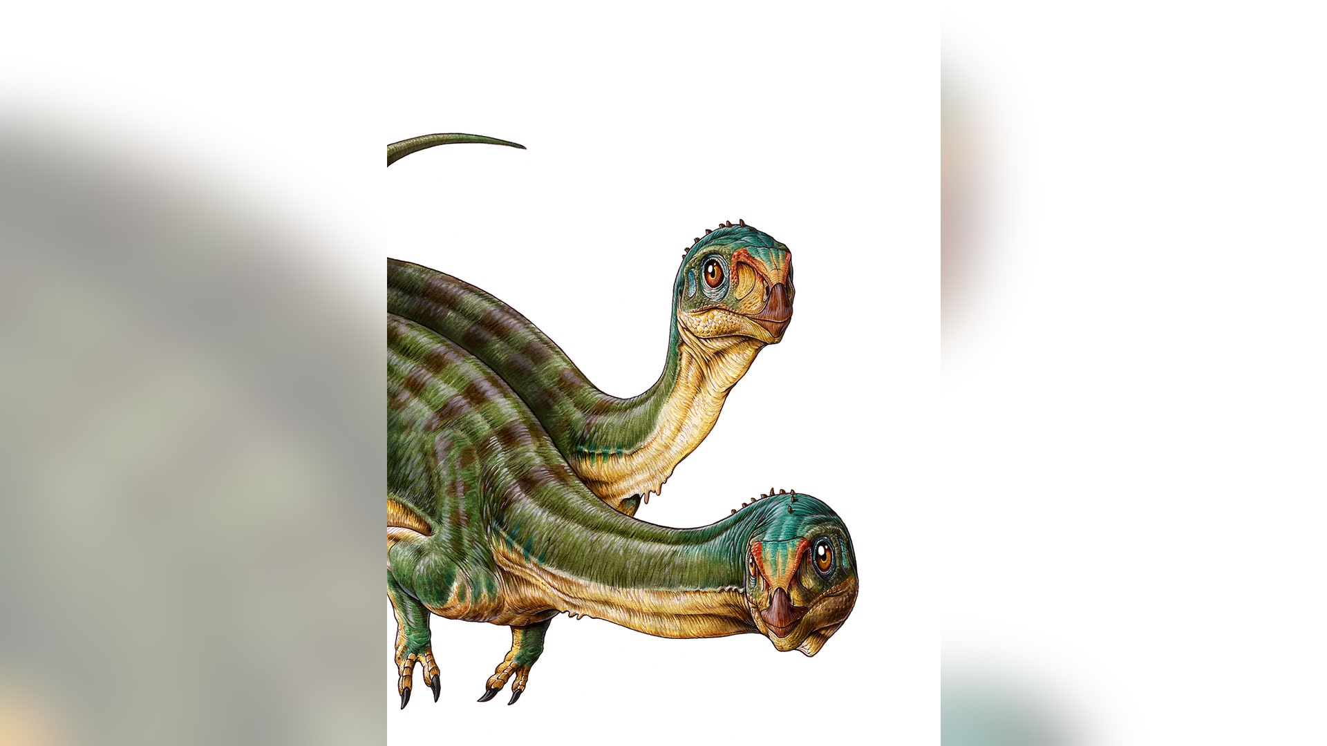 1_Chilesaurus_diegosuarezi____Gabriel_L_o_