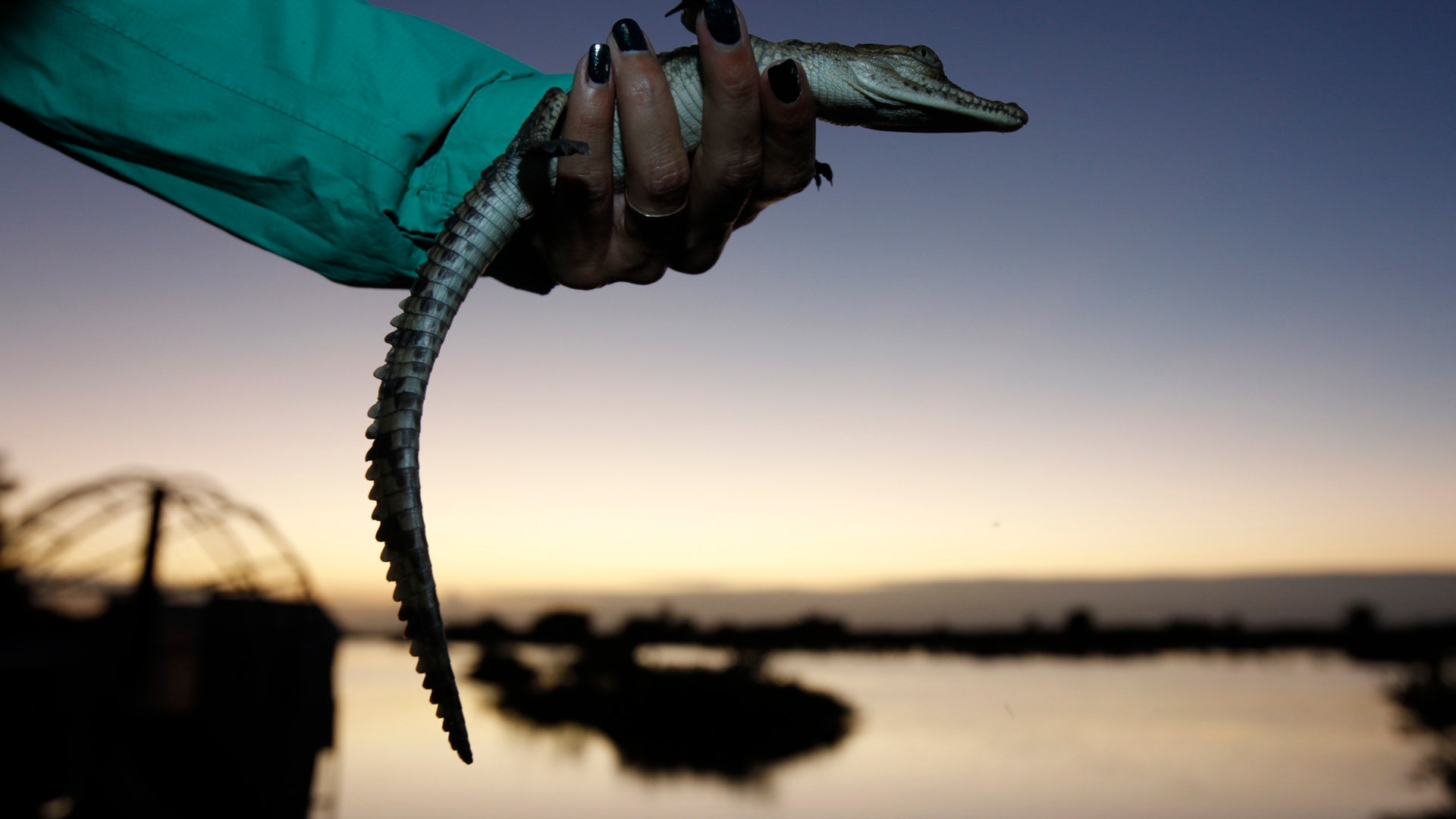 Monitoring_Crocodiles