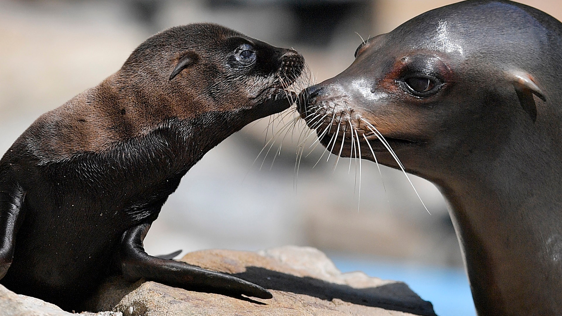 A new born sea lion with its mother in their enclosure at the zoo in Duisburg, Germany, July 14, 2017