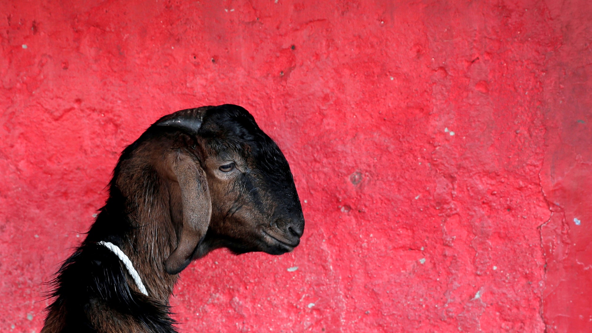 A goat for sale in Jakarta, Indonesia, August 30, 2017