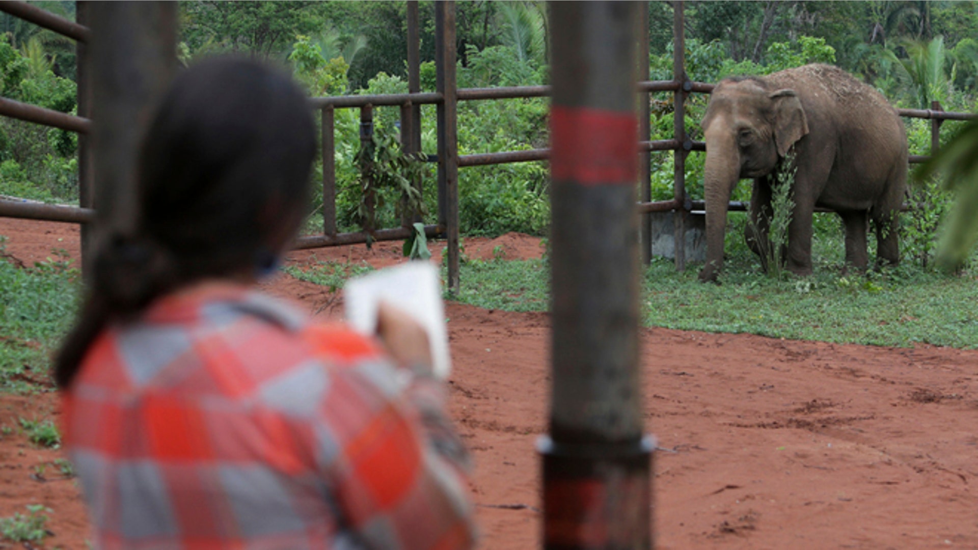 Brazil_elephant_sanctuary_top1