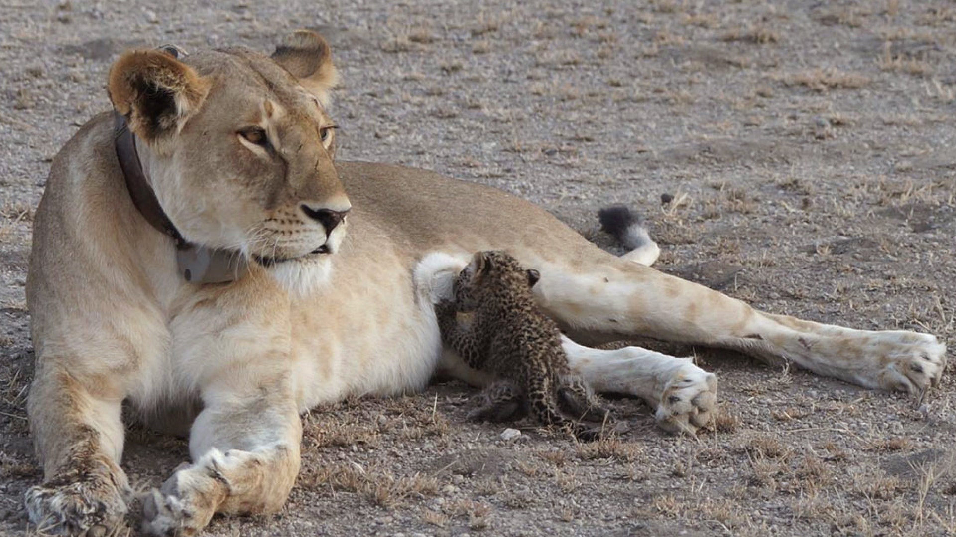 In this rare sight, a small leopard nurses on a 5-year-old lioness in the Ngorongoro Conservation Area in Tanzania, July 11, 2017