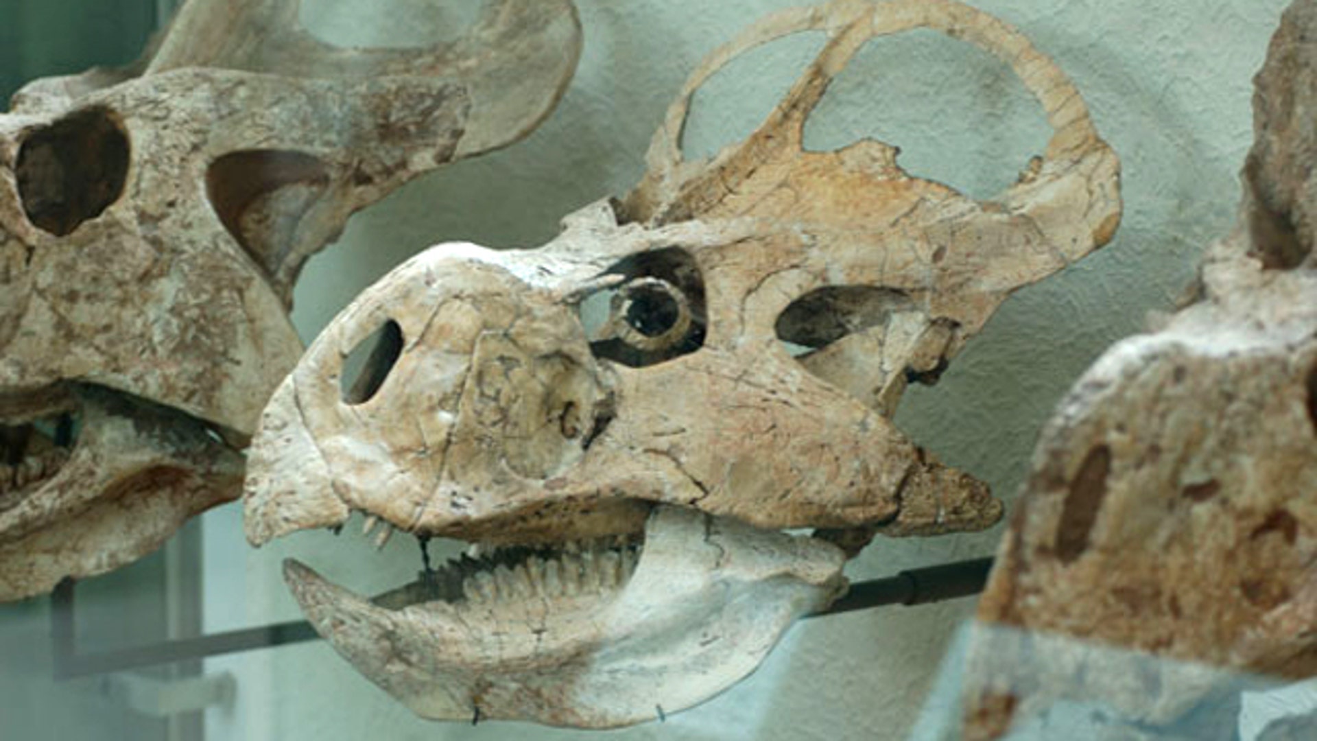 protoceratops_skull