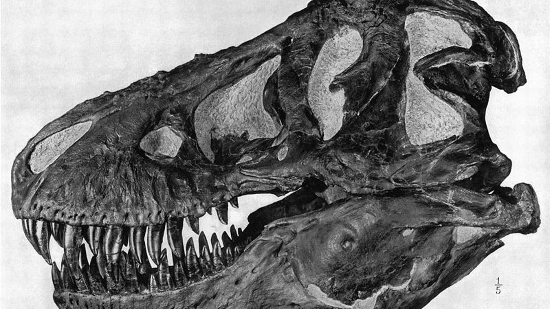 T.rex King of the Lizards Fox News