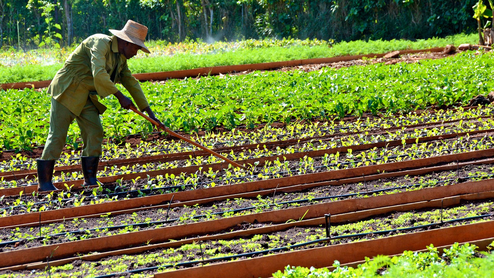 Organic farming in Cuba