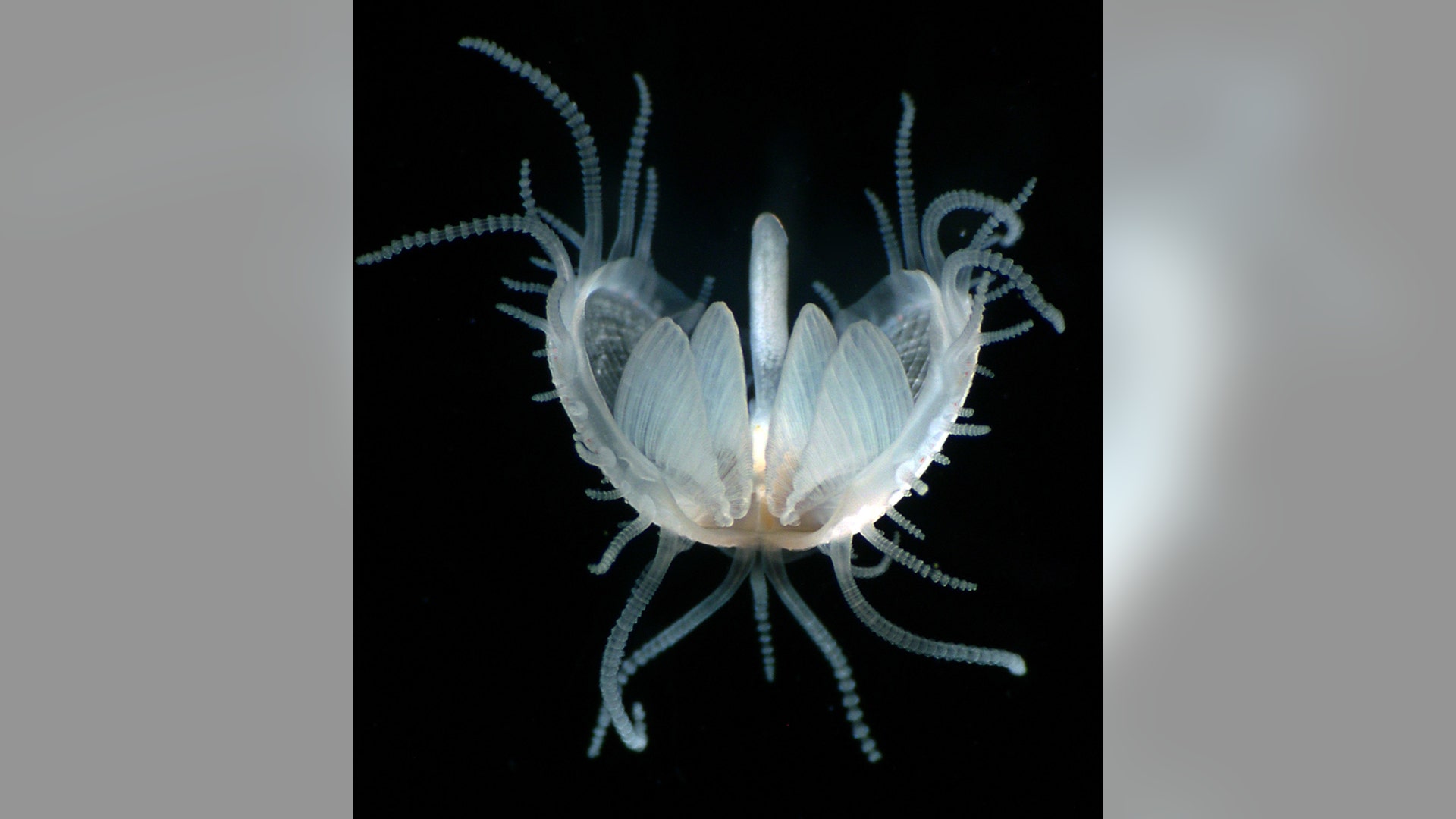 Juvenile bivalve mollusc