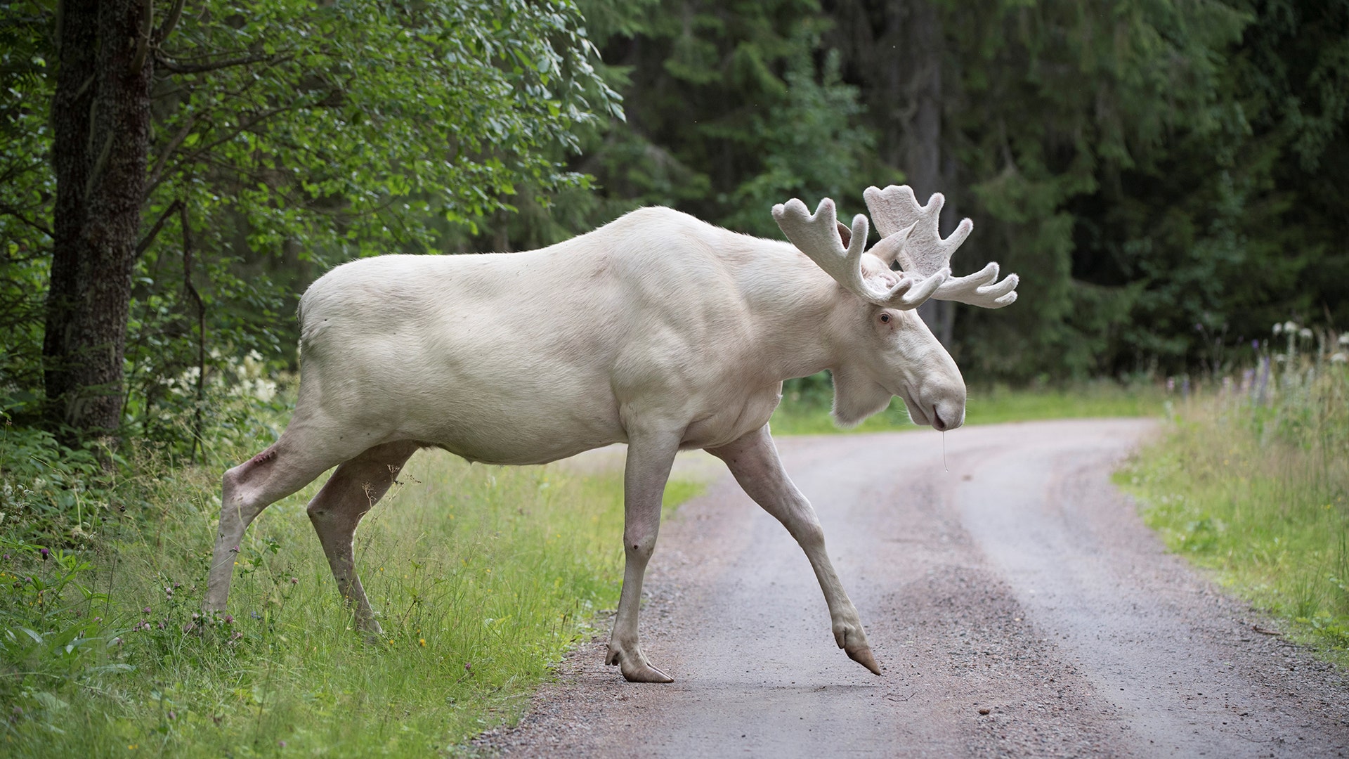 A rare white moose is seen in Gunnarskog, Varmland, Sweden July 31