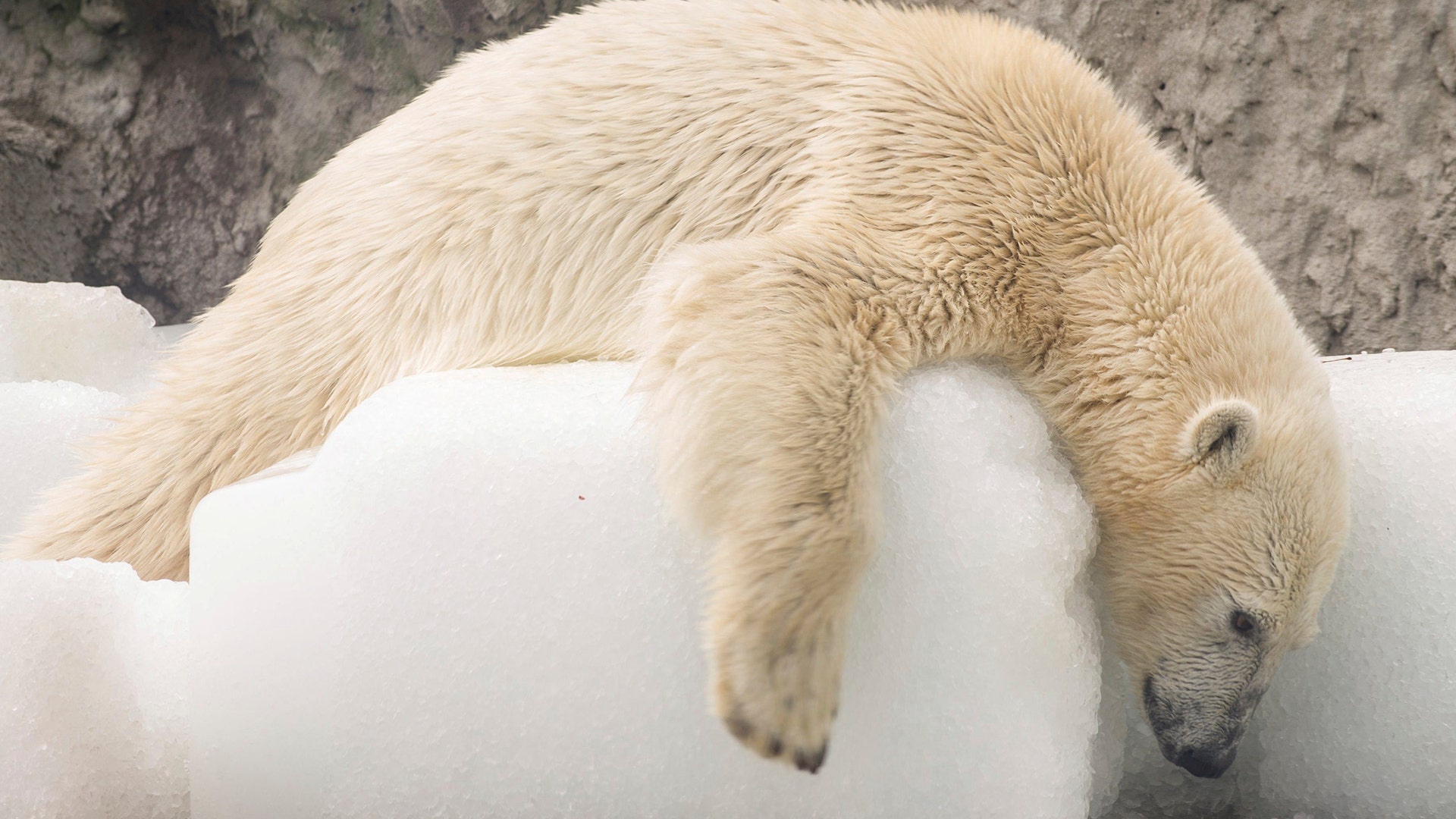 A polar bear plays with ice blocks in its enclosure at a zoo as the temperature reaches 86 Fahrenheit in Budapest, Hungary, July 7, 2017