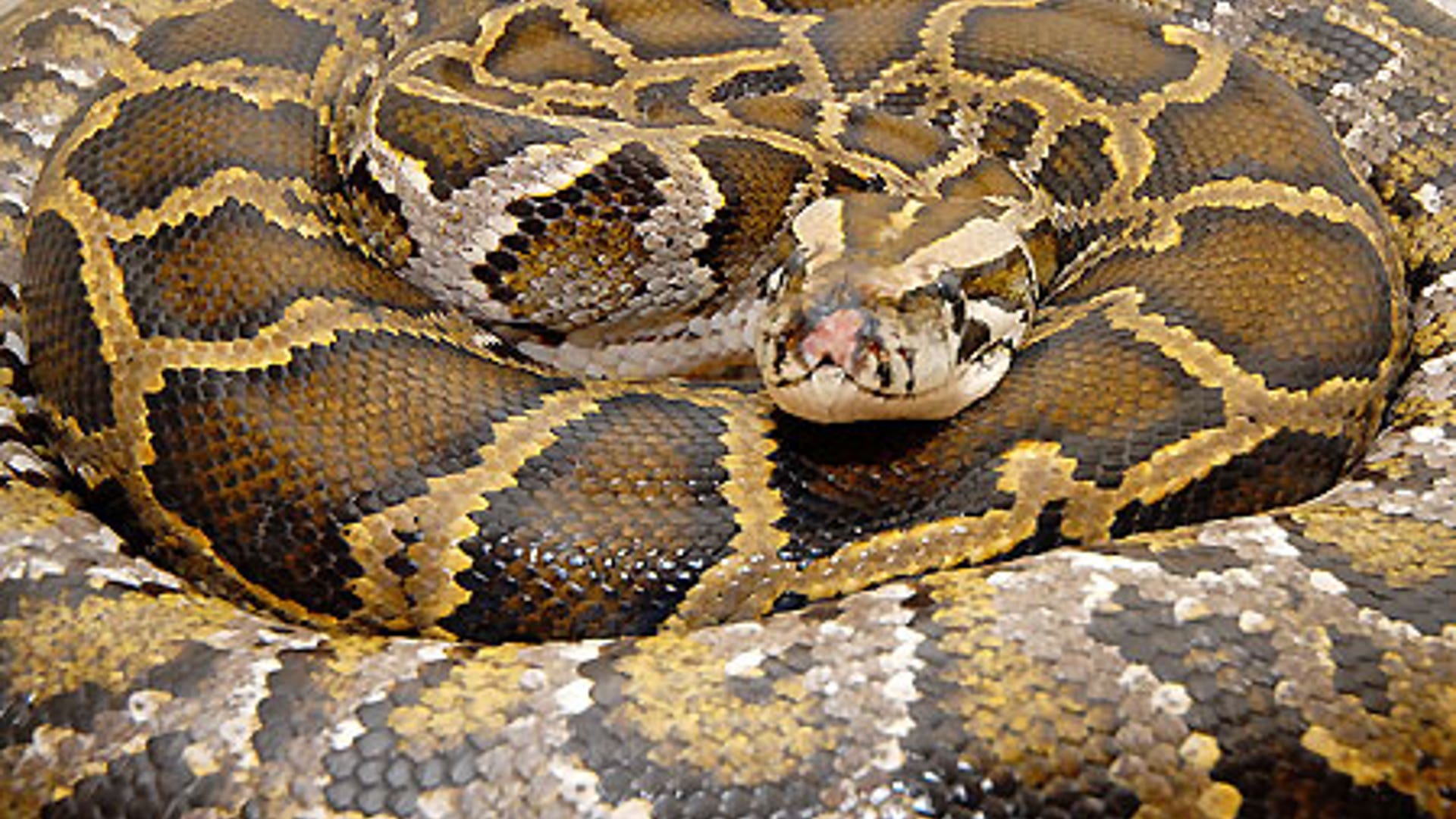 Burmese python
