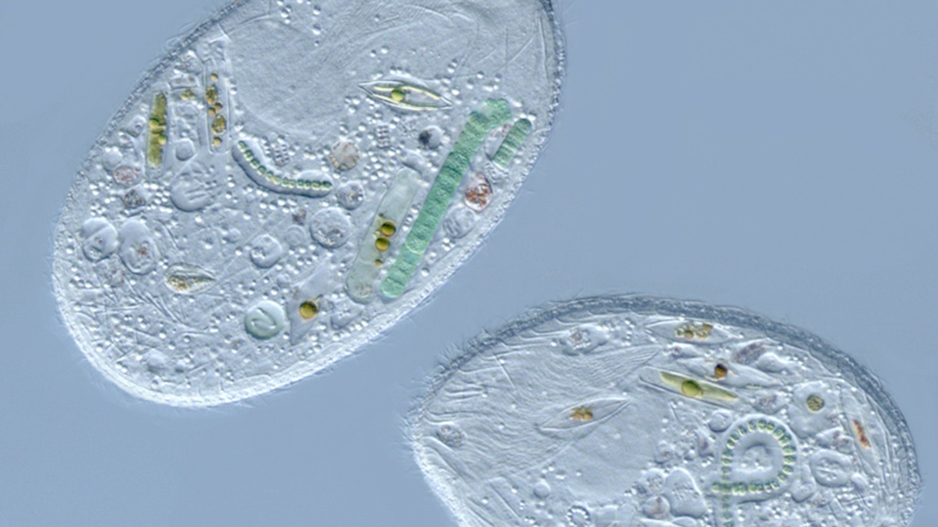 13_Place_21885_2_Lipscomb_copy