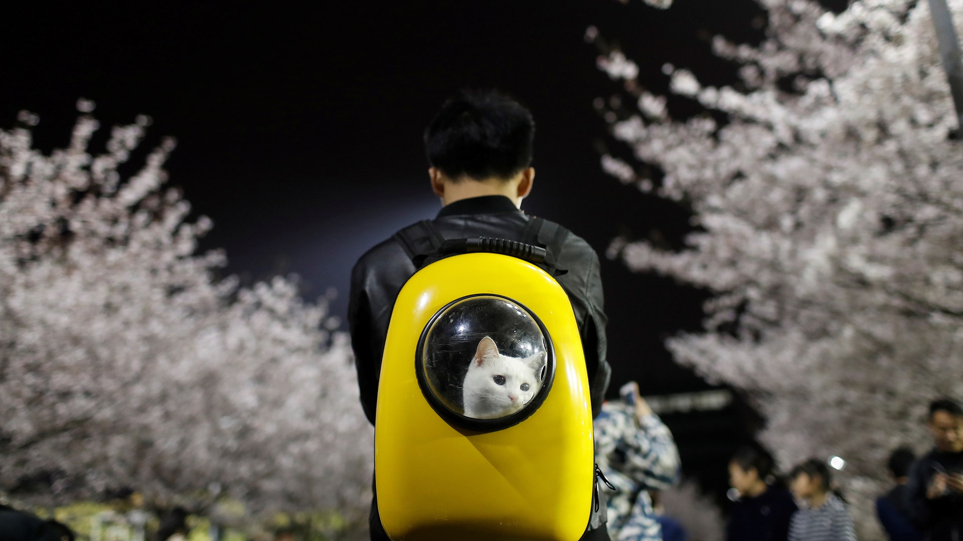 A man carries his pet cat as he walks under the cherry blossoms at Tongji University in Shanghai, China, April 4