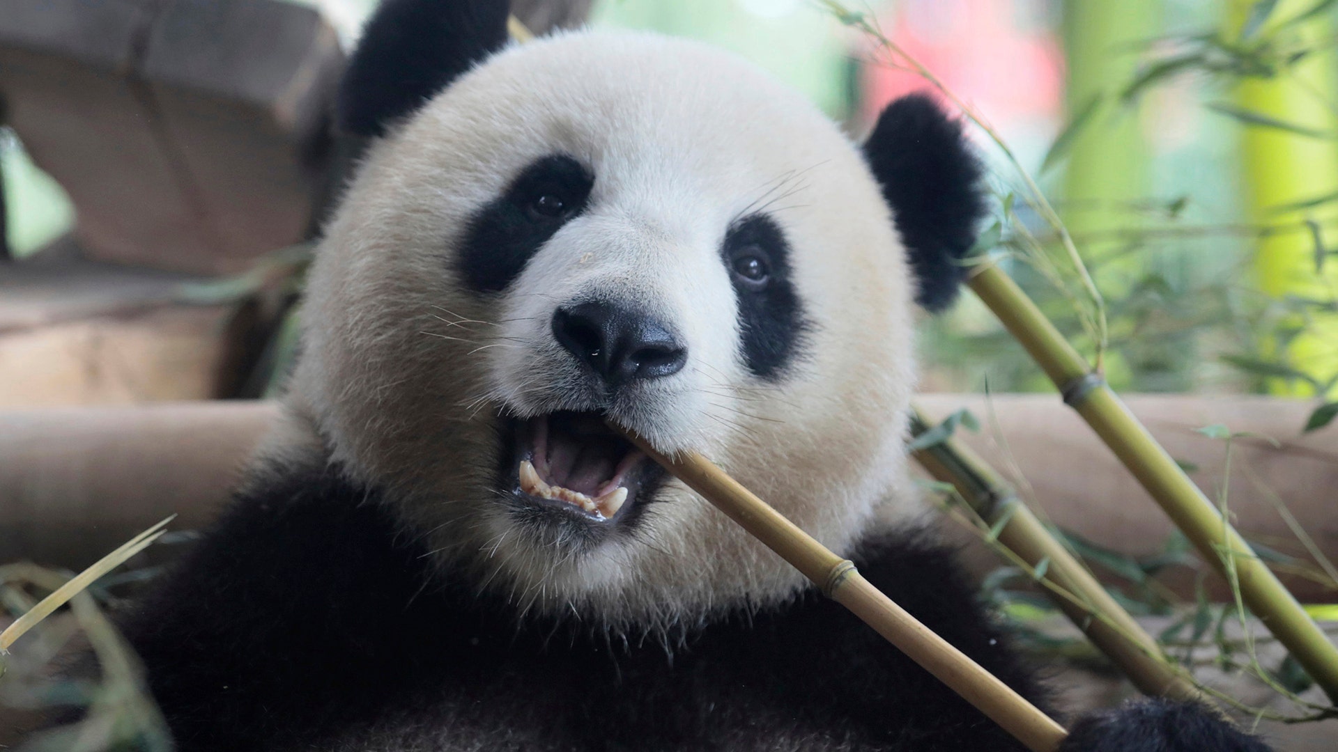 One of the two Chinese panda bears, Meng Meng and Jiao Qing at the opening of their enclosure at the zoo in Berlin, Germany, July 5, 2017