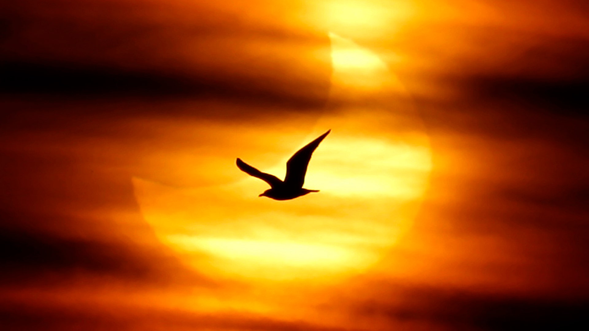 A seagull is silhouetted against the sun at dawn during a partial solar eclipse on Guadalmar beach in Malaga January 4, 2011