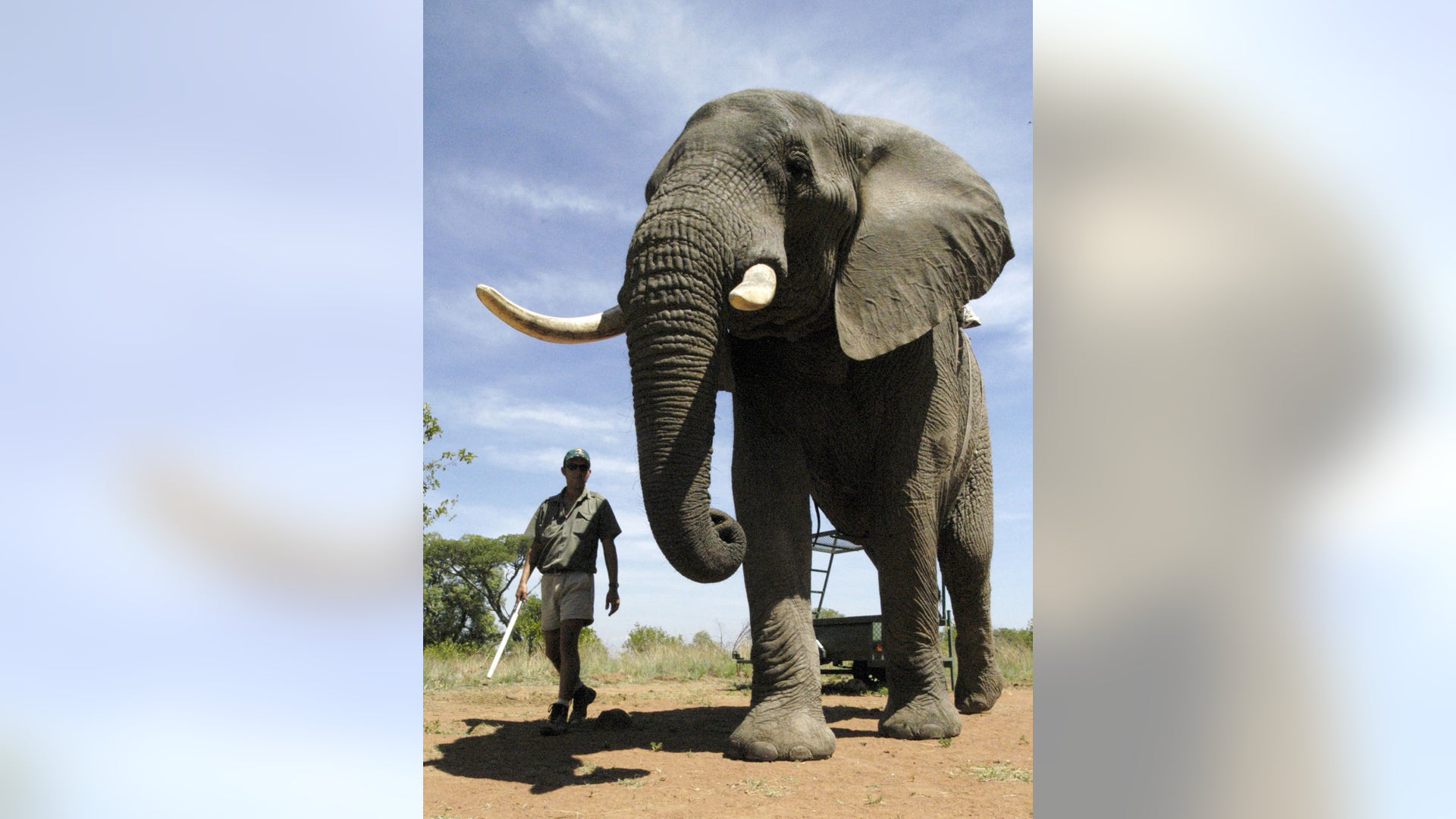 Nature's Giants 27 of the world's biggest critters Fox News