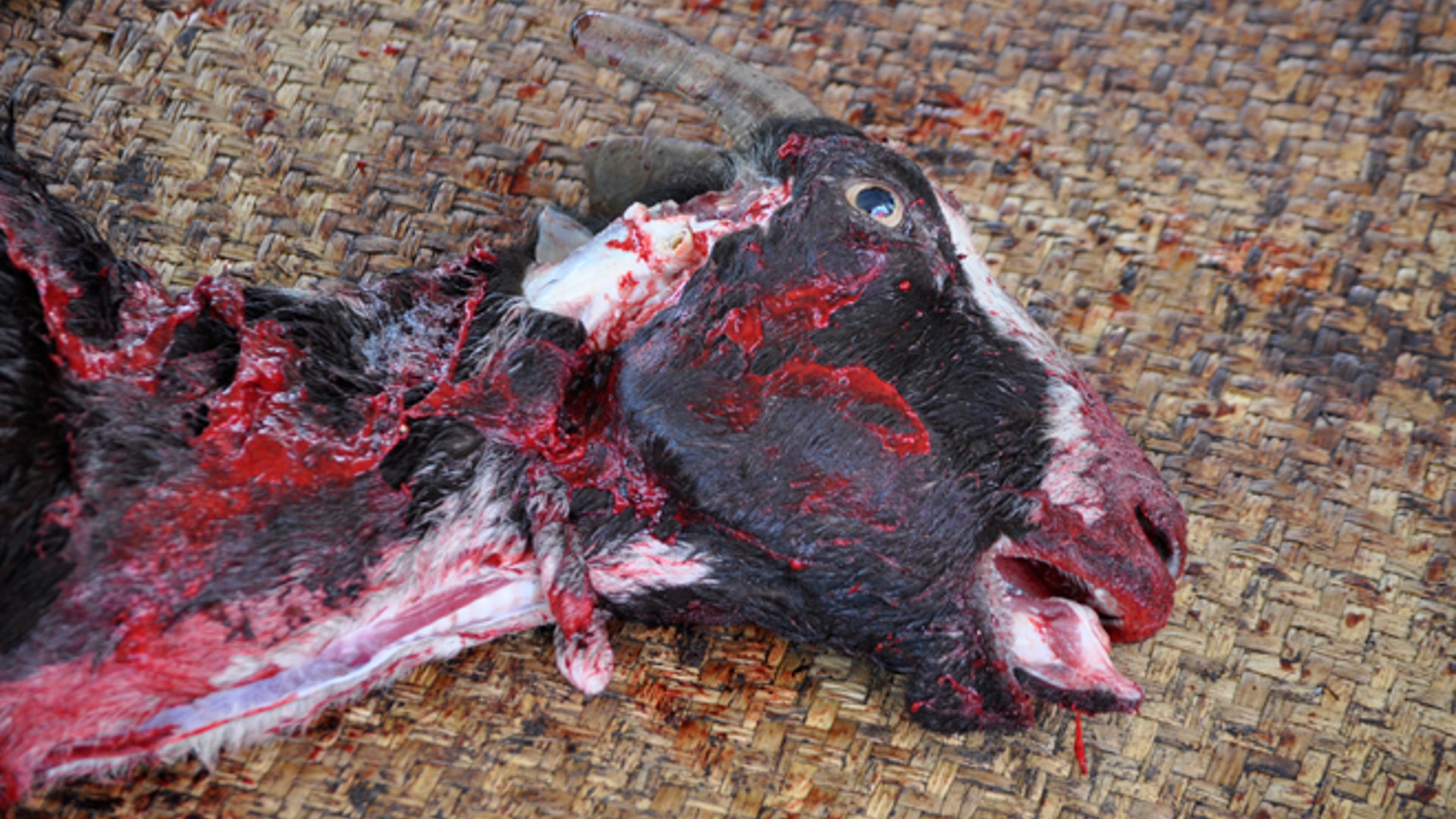 Goat_skinning_dead_Latino