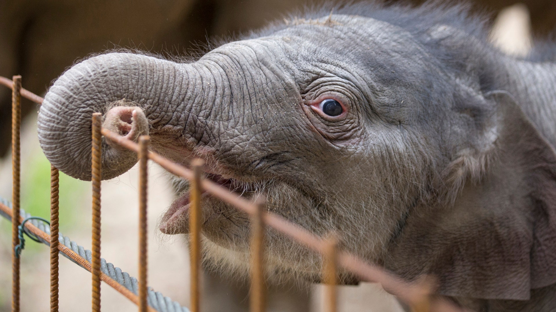 A one-day-old elephant calf Minh-Tan at the zoo in Osnabrueck, Germany, July 5,  2017