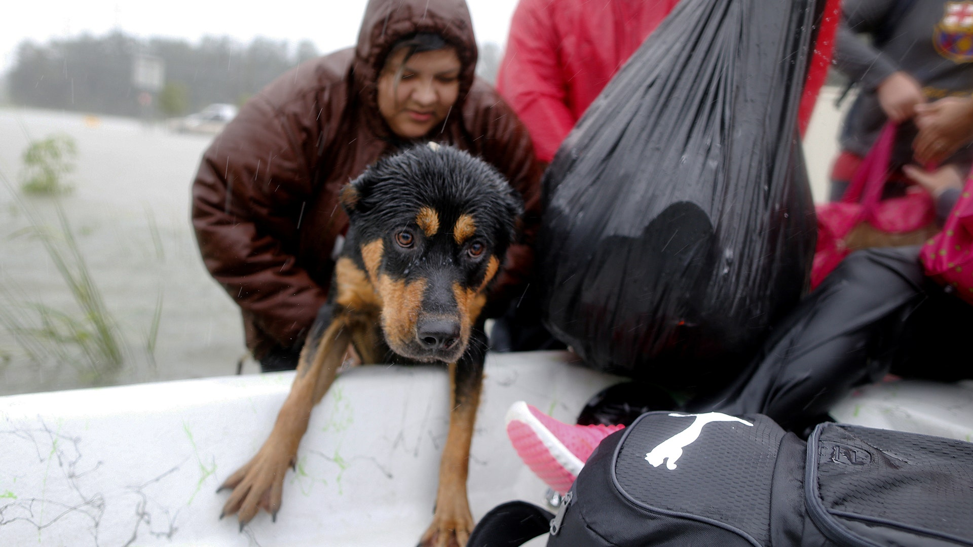 A dog is rescued from the flood waters of Tropical Storm Harvey in Beaumont Place, Texas, Monday