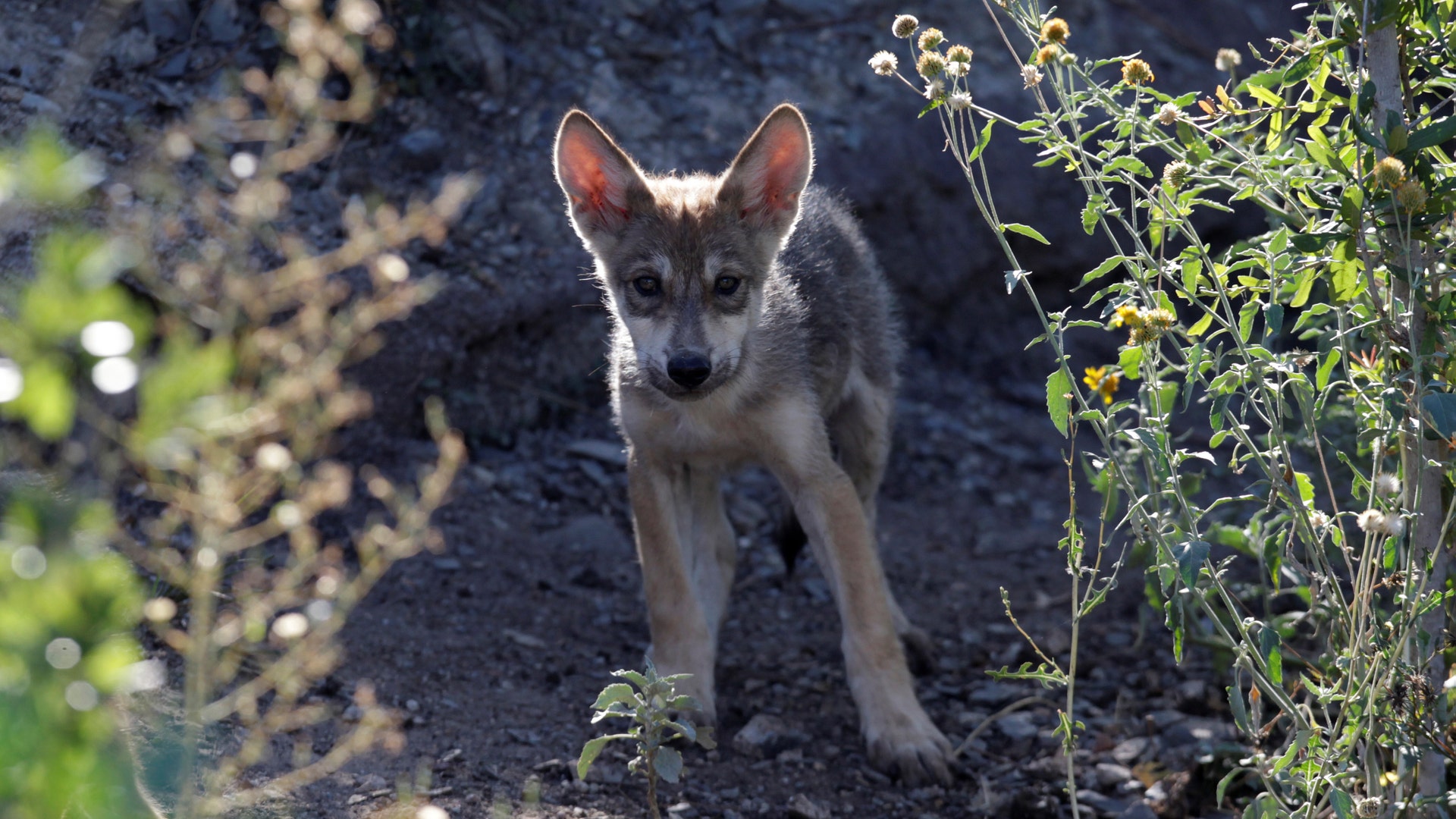 Wolf cub