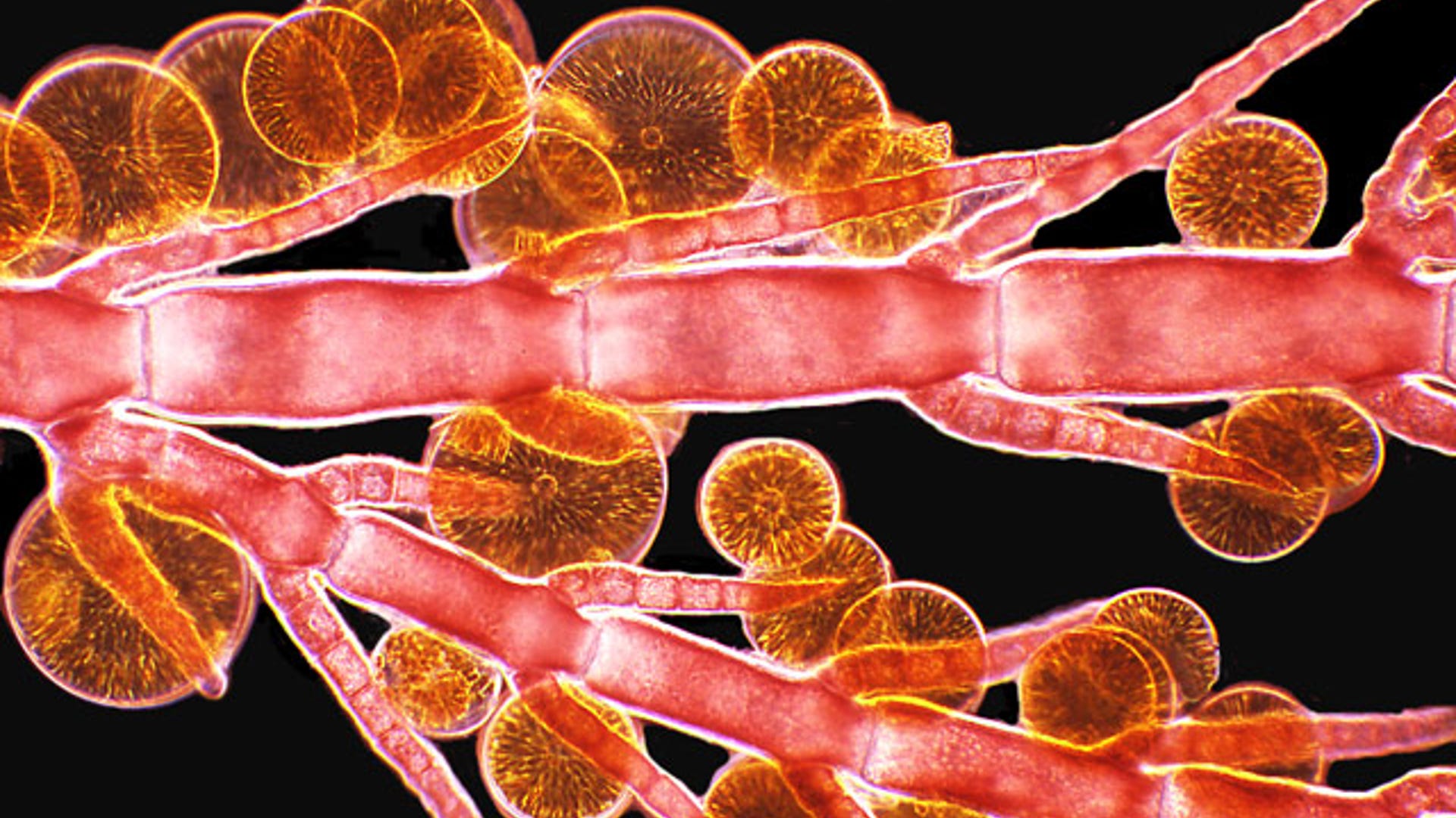 Images from the "Seaweed Web"