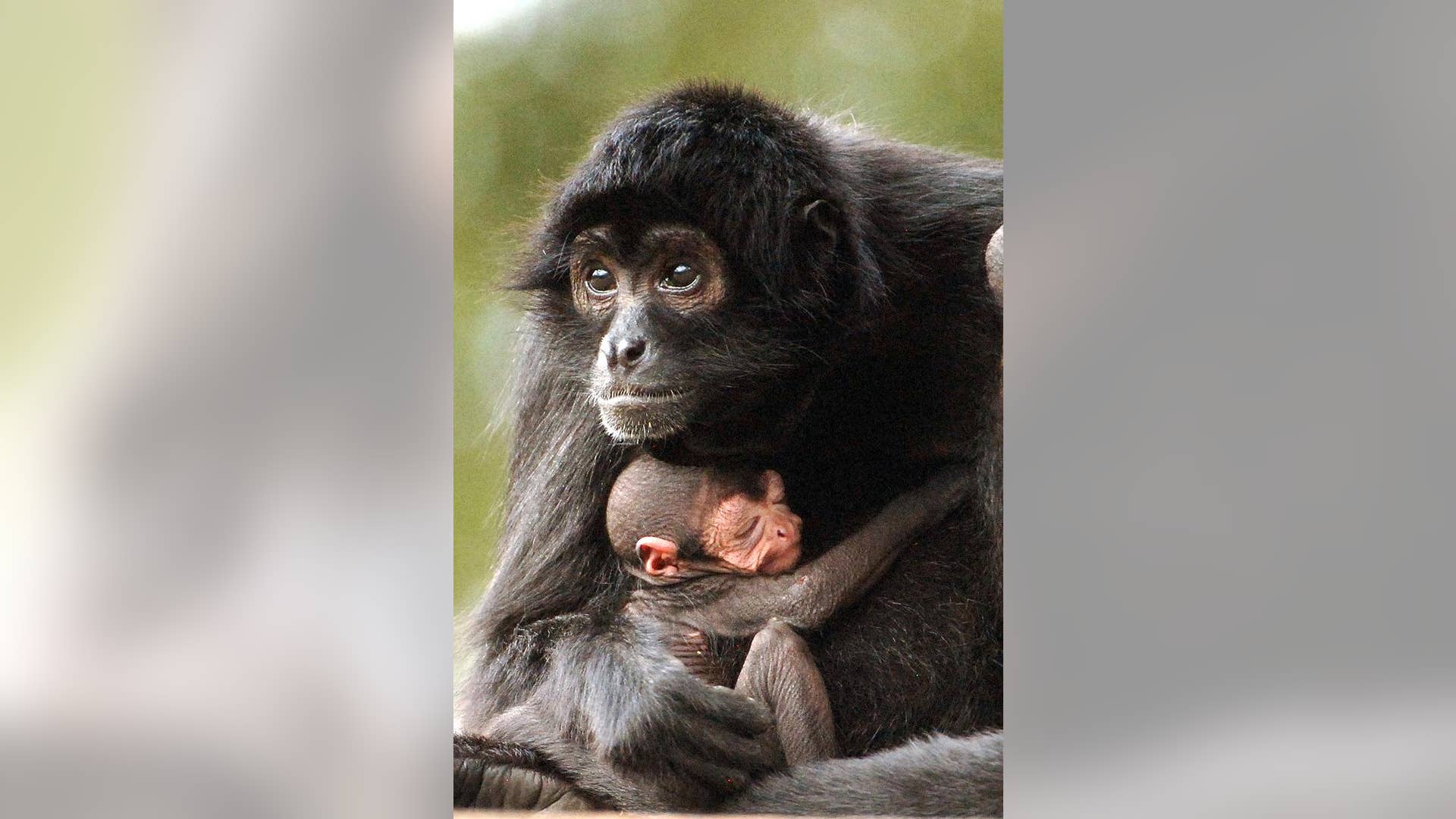 Newborn_Spider_Monkey