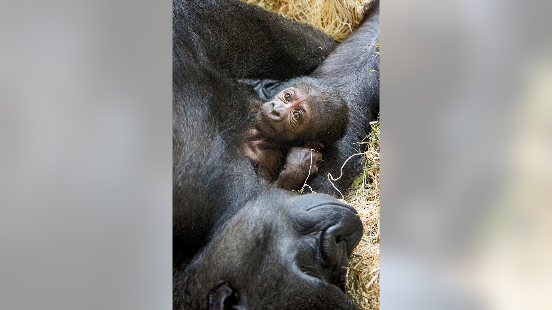 A newly born western lowland gorilla named Ajabu rests on its mother Kira in Philadelphia, June 28, 2017
