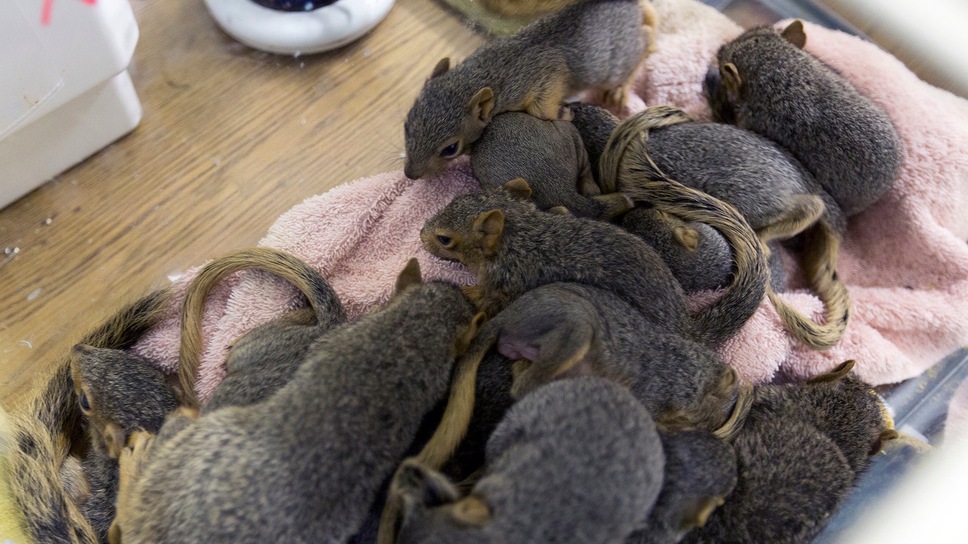 Rescued squirrels huddle at the Austin Wildlife Rescue in east Austin, Texas, Sunday