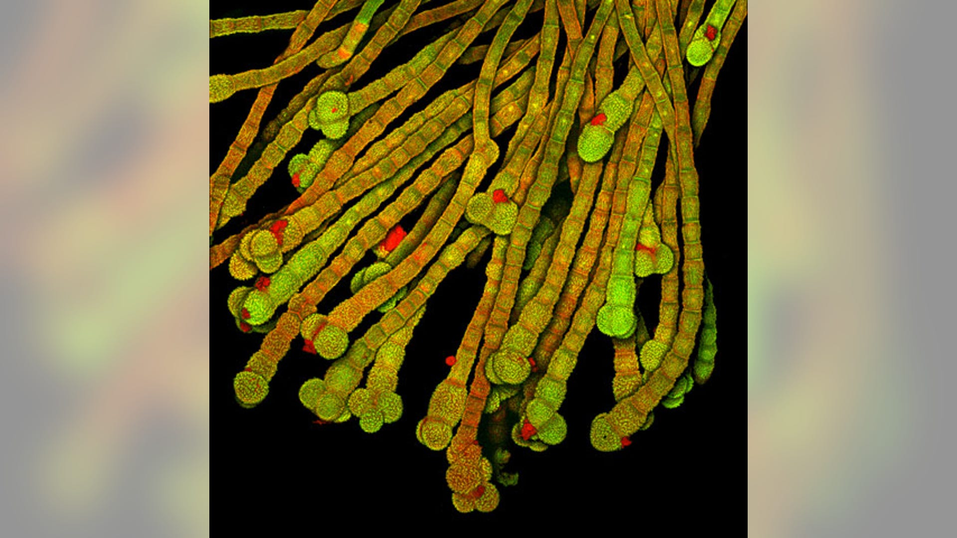 7. Black-Eyed Susan Vine