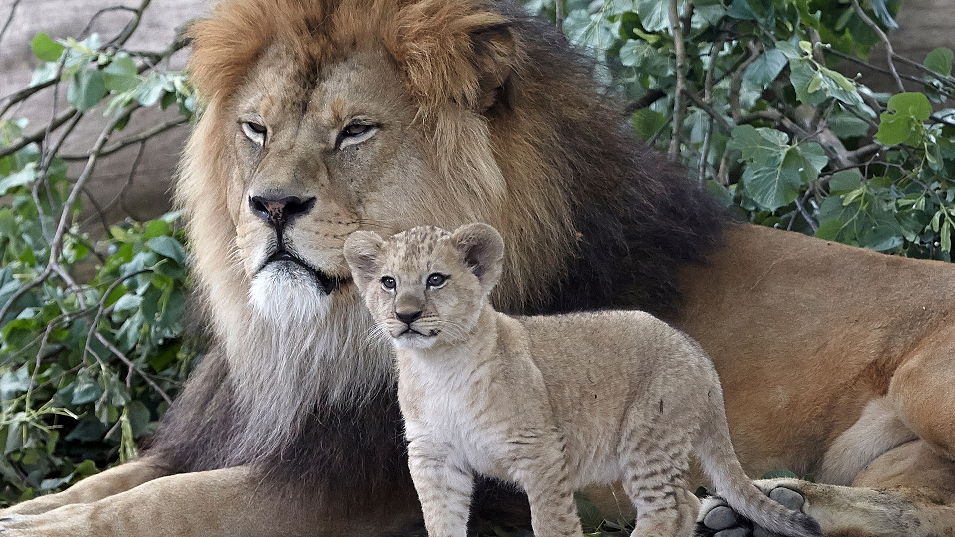 A Barbary lion cub, stands next to its father  'Schroeder' at the zoo in Neuwied, Germany, June 26, 2017